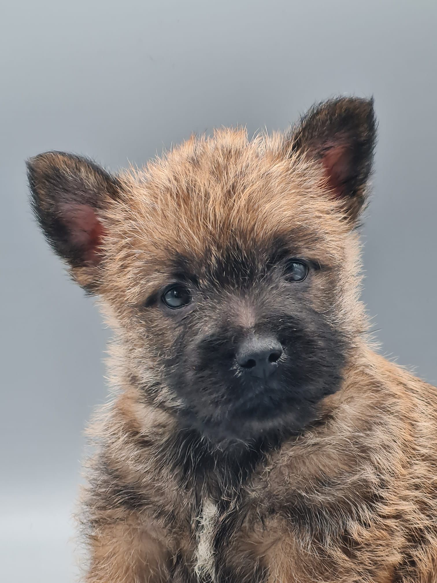 Chiot cairn terrier mâle