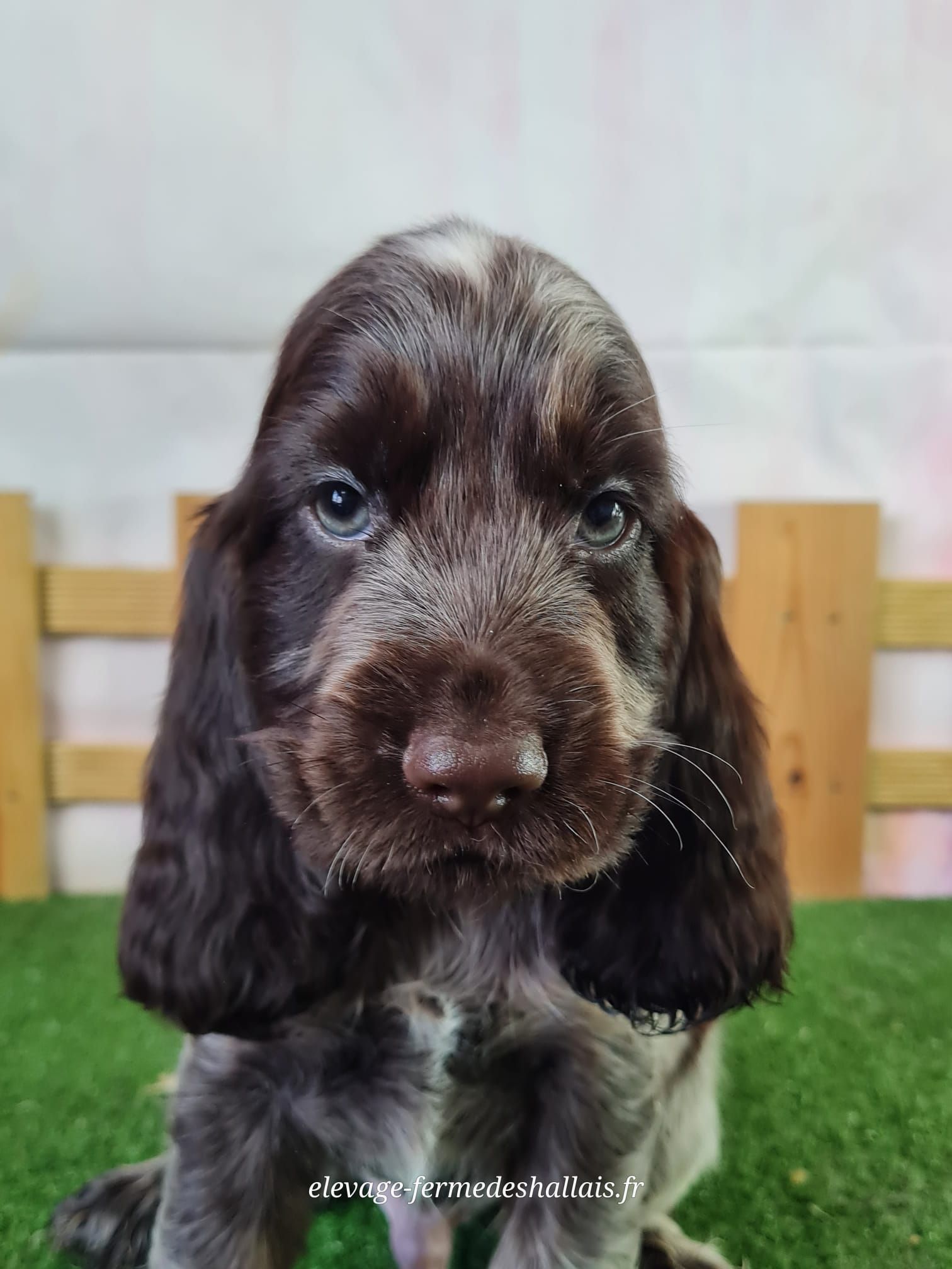 Chiot cocker anglais mâle