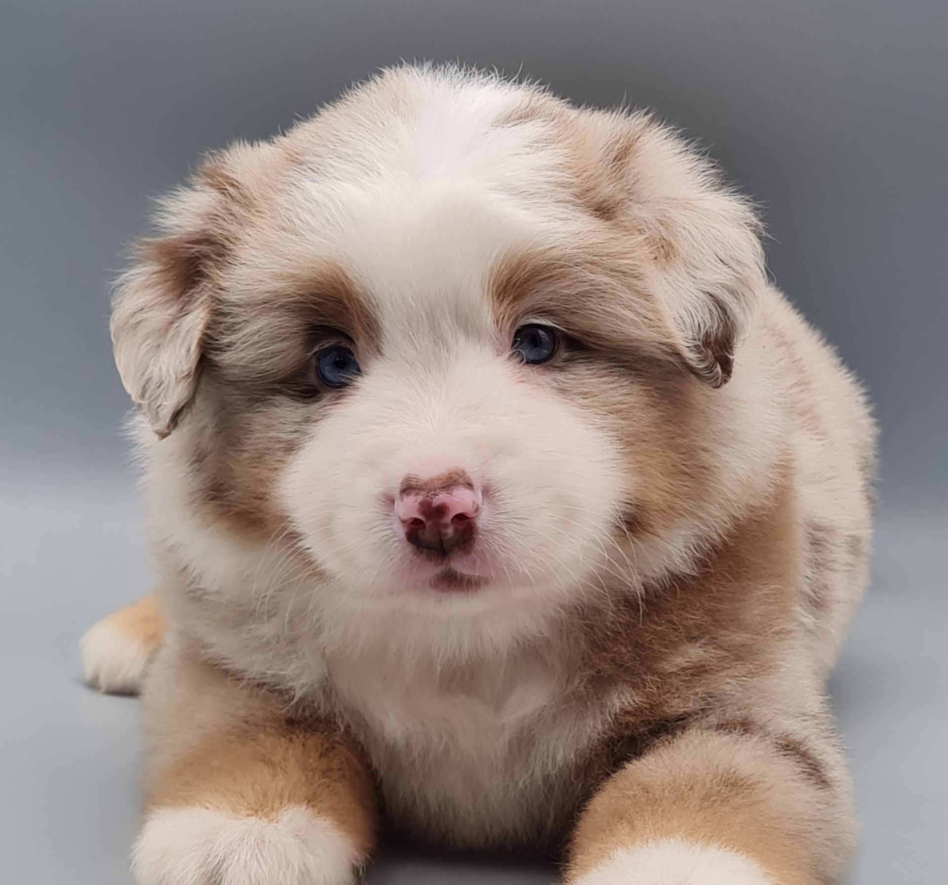 Chiot berger américain miniature mâle