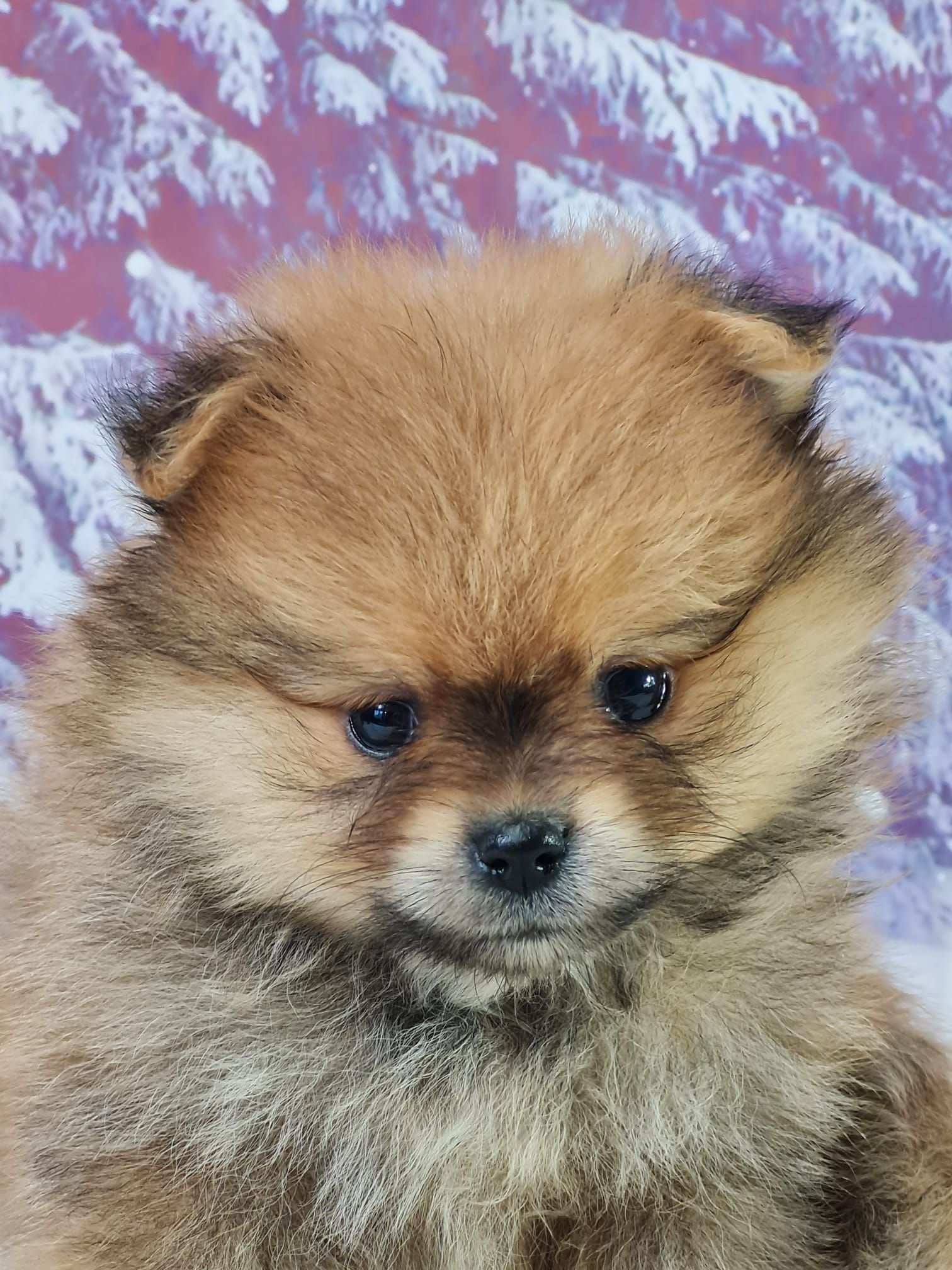 Chiot spitz mâle