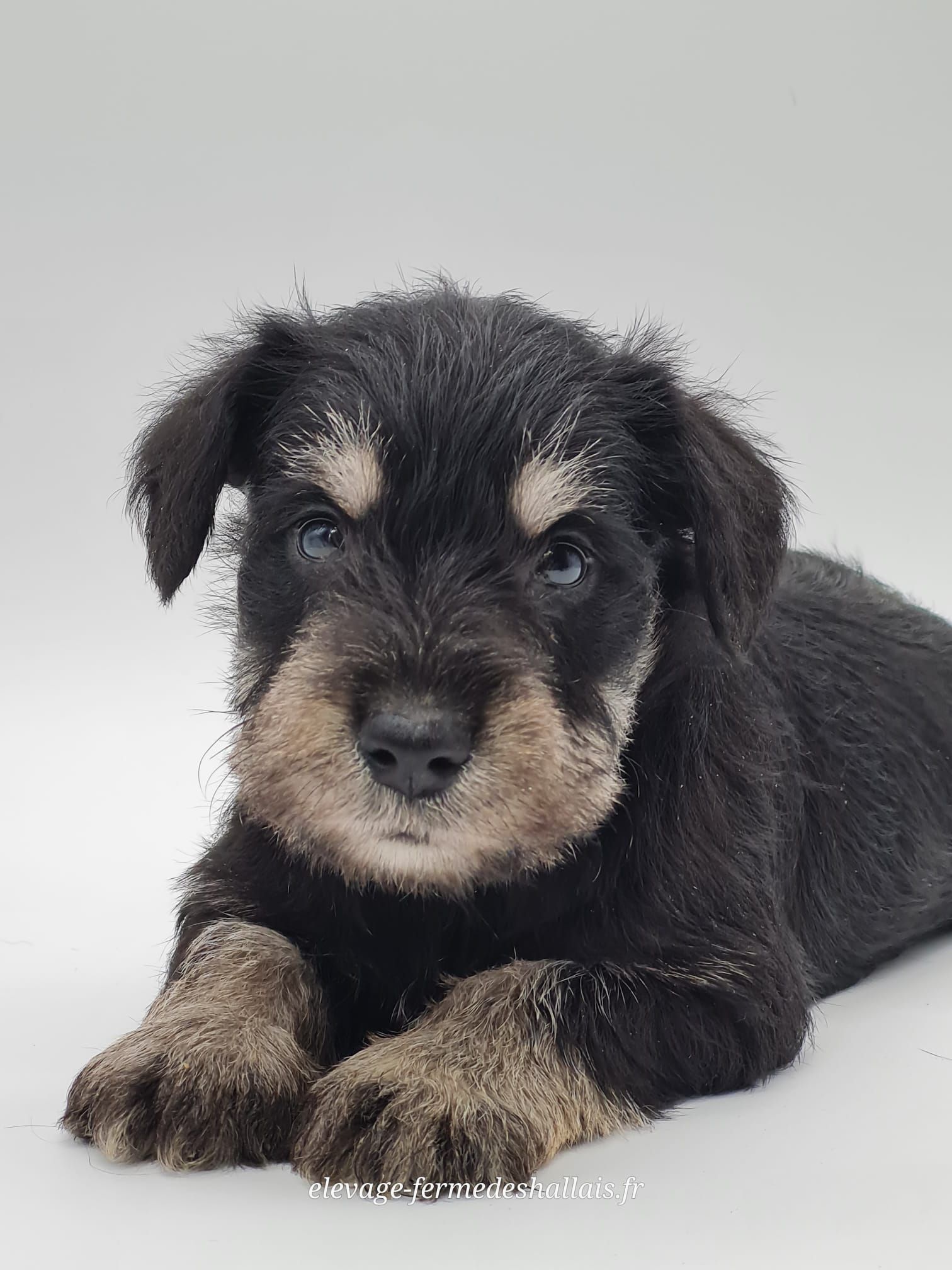 Chiot schnauzer nain noir et argent mâle