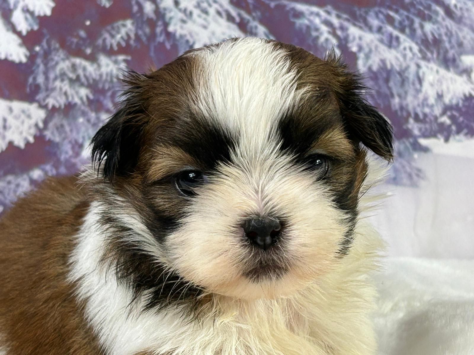Chiot shih tzu mâle bicolore