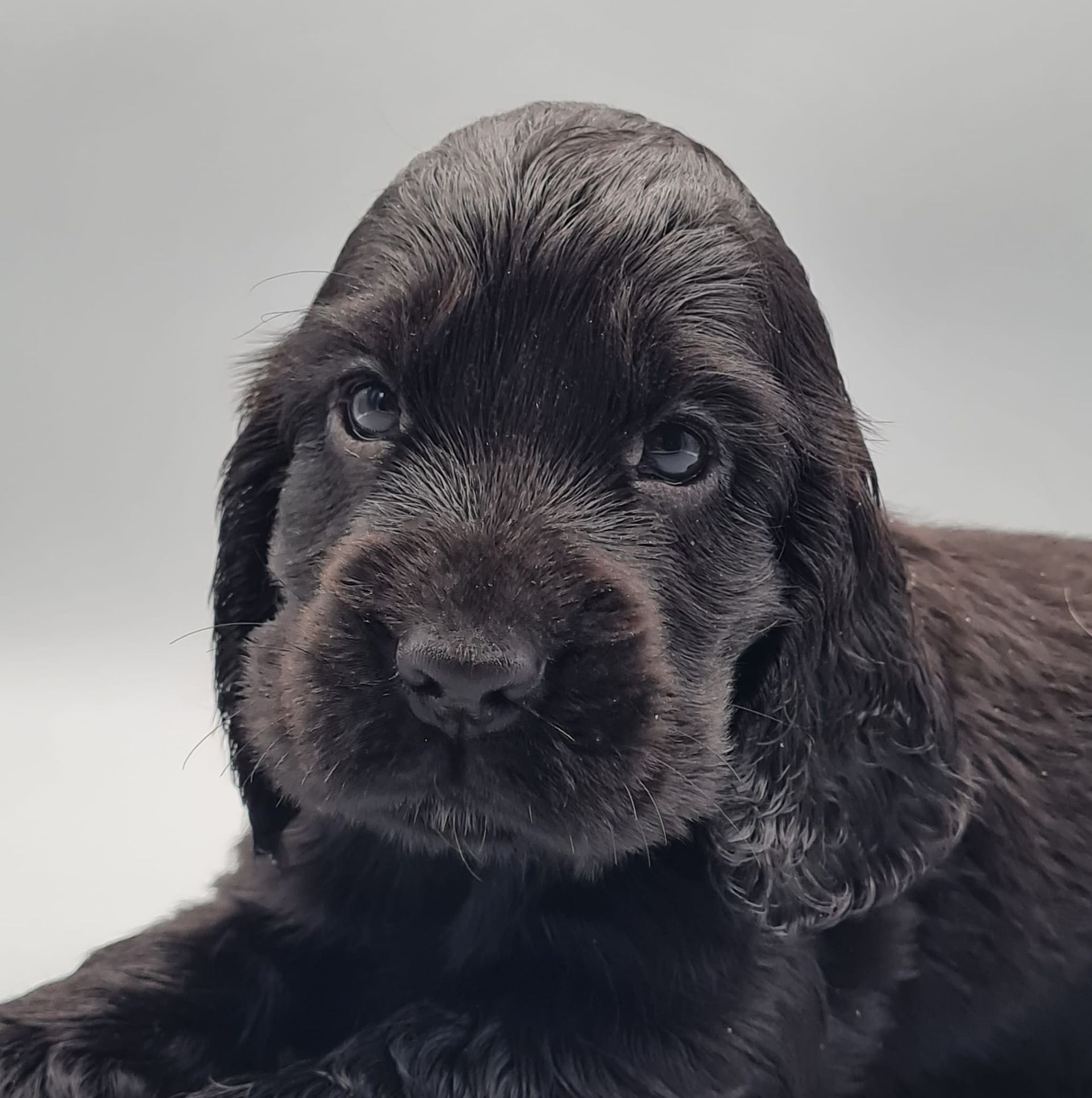 Chiot cocker spaniel anglais noir mâle