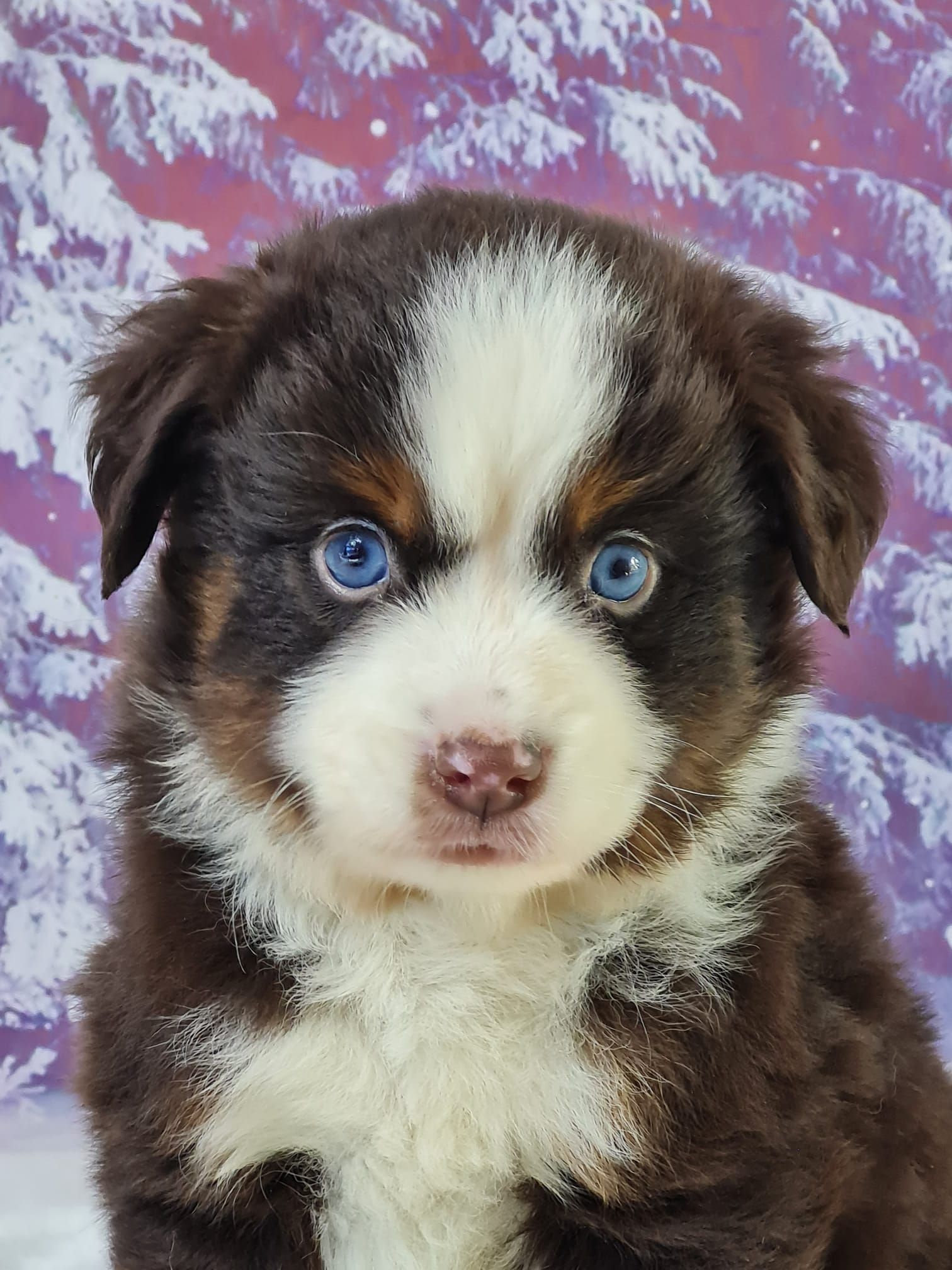 Chiot berger américain mâle rouge tricolore