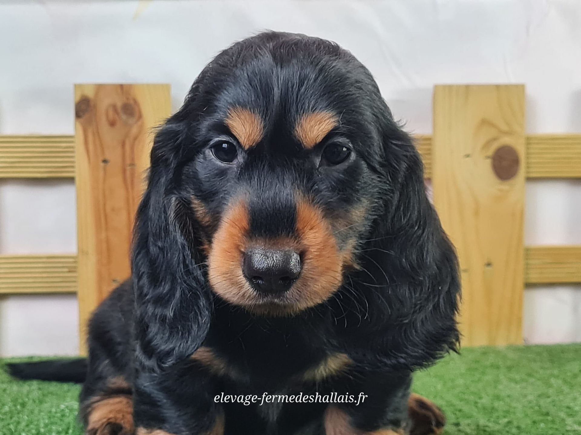 Chiot teckel poil long mâle noir et feu