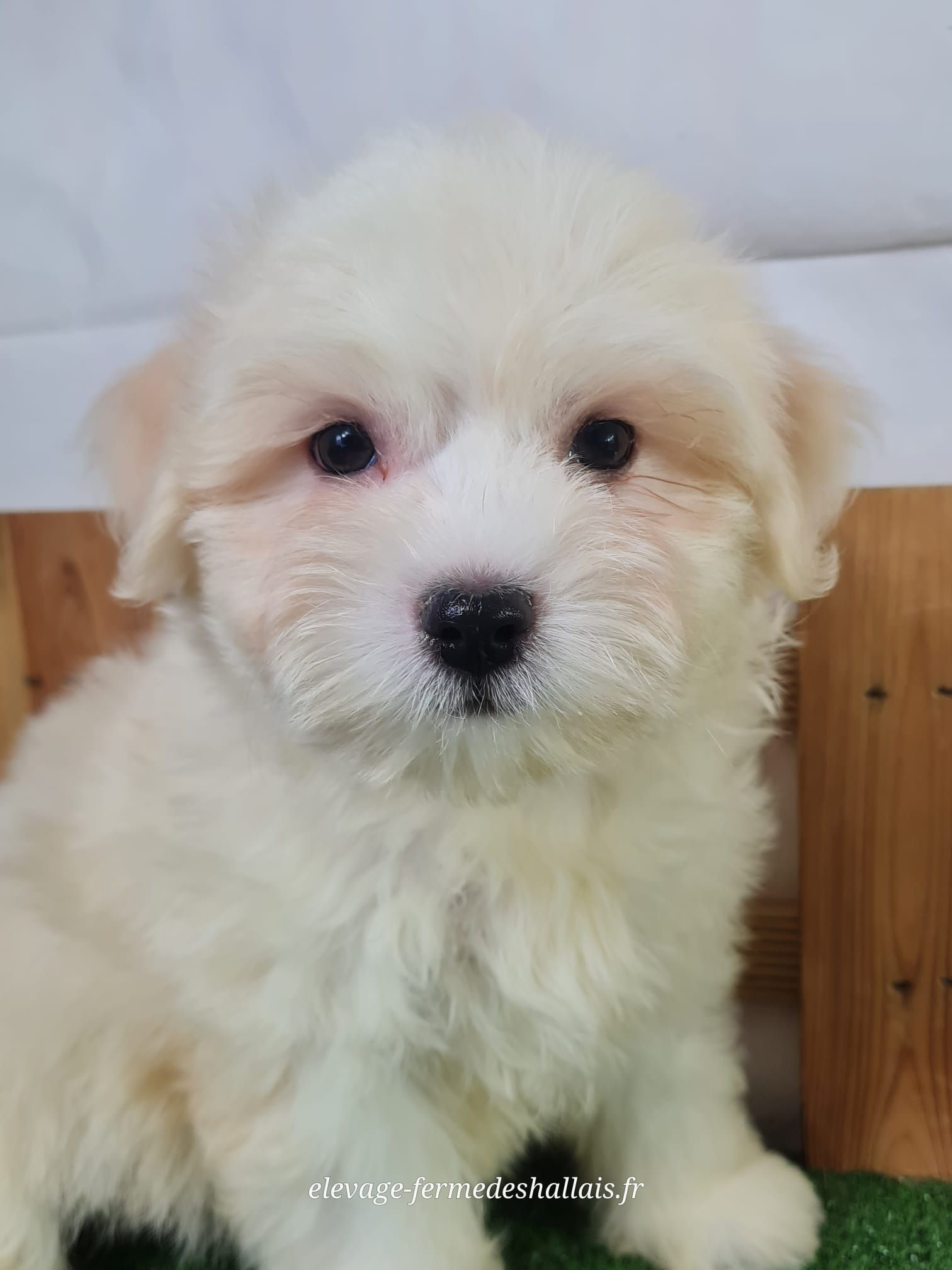 Chiot mâle coton de tuléar