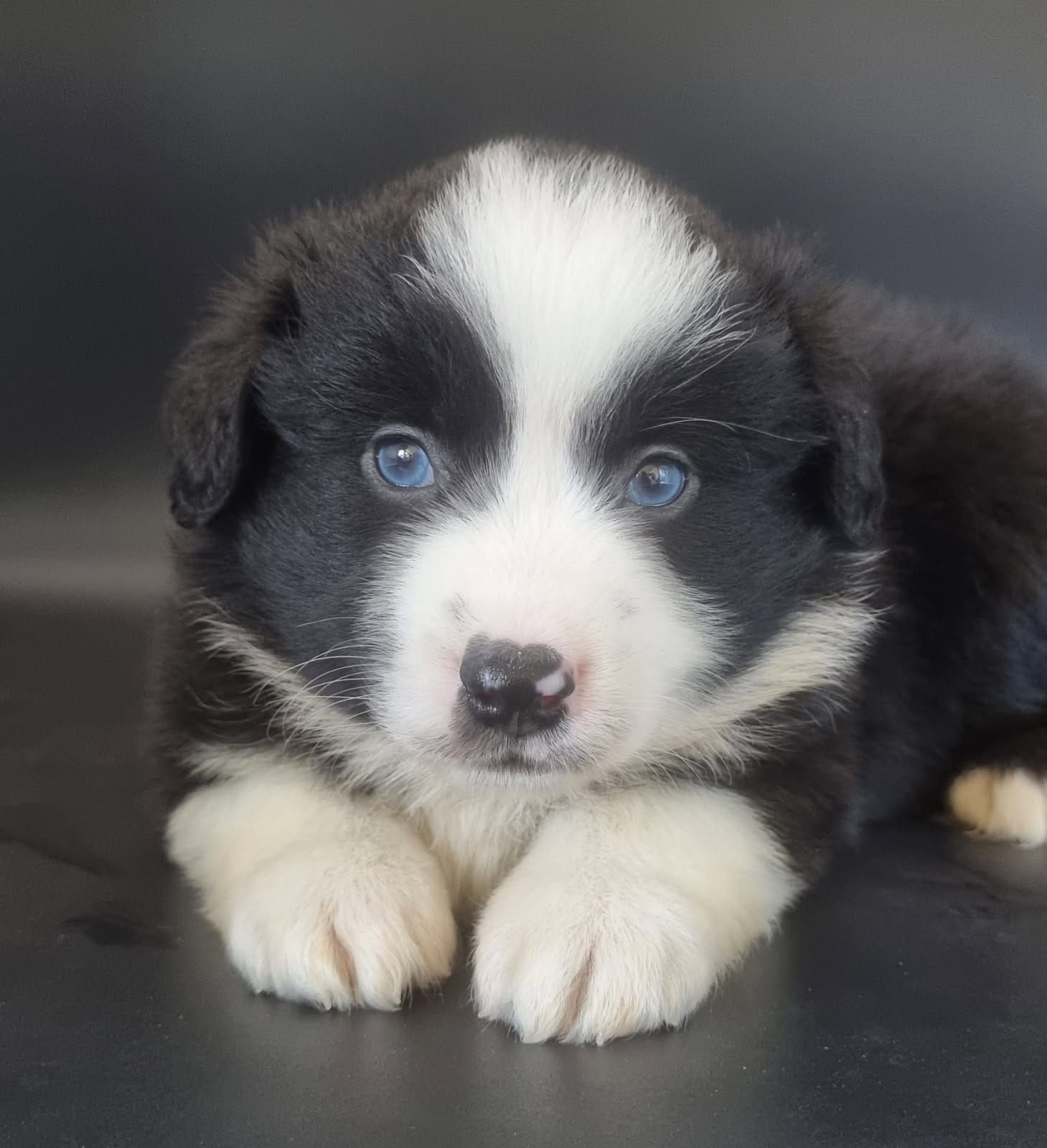 Chiot berger américain miniature mâle noir et blanc