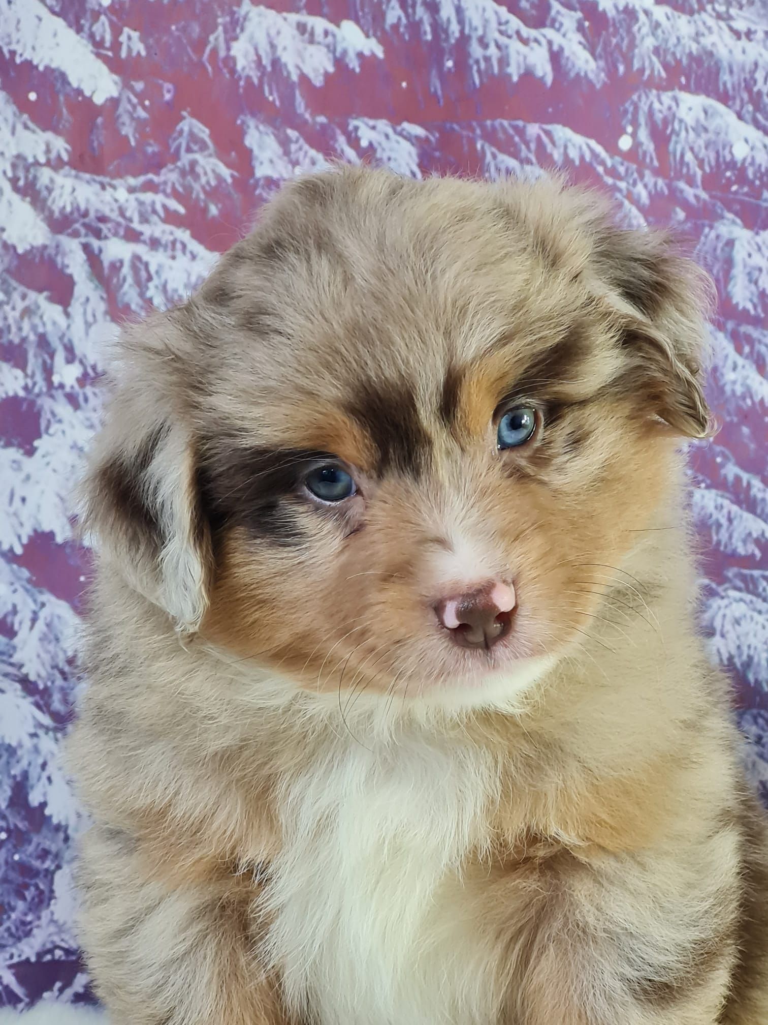 Chiot berger américain mâle rouge merle