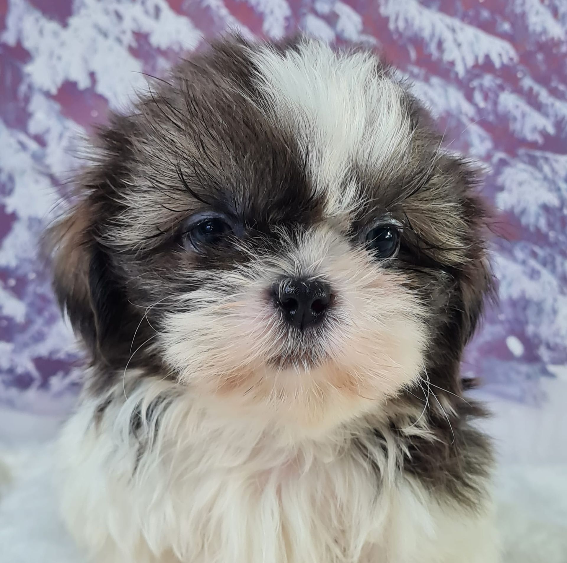 Chiot shih tzu mâle