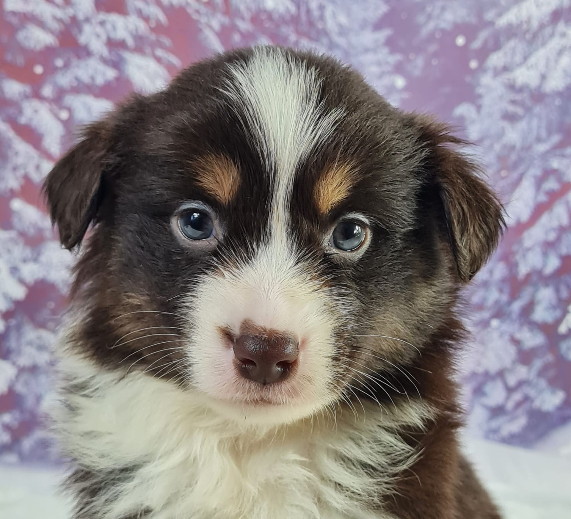 Chiot berger américain miniature mâle rouge tricolore