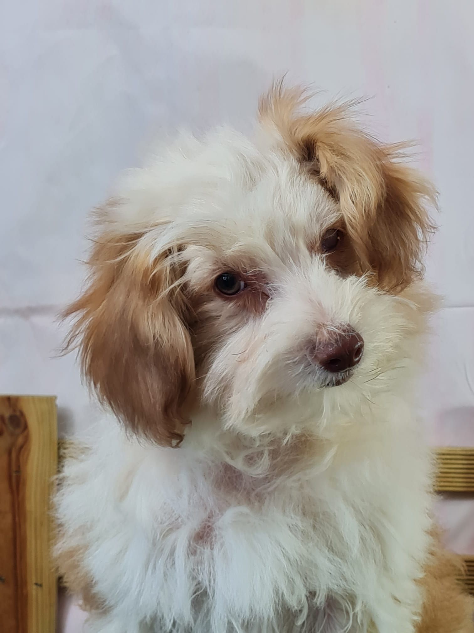 Chiot chinois à crête variété houpette mâle marron et blanc