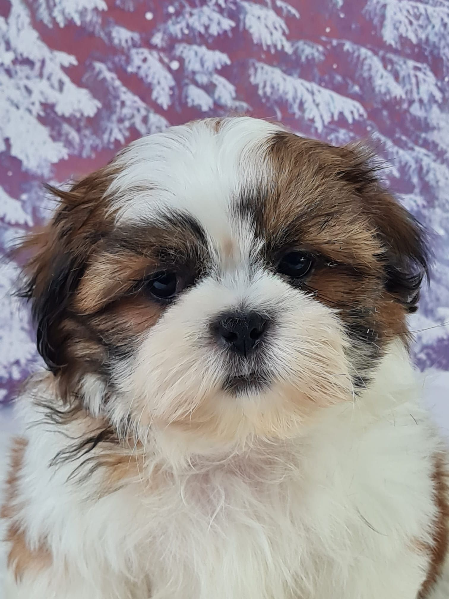 Chiot shih tzu mâle bicolore