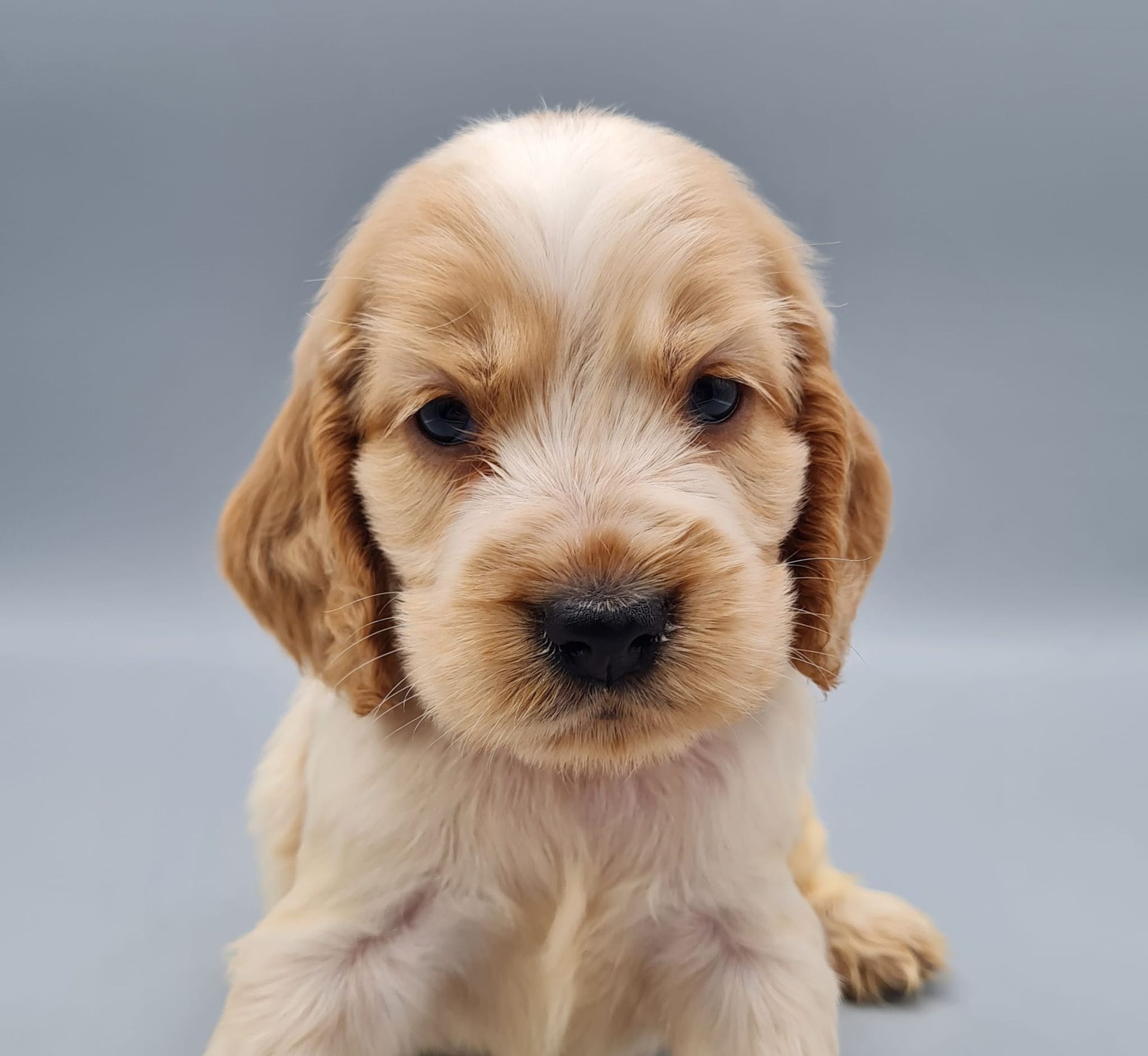 Chiot cocker anglais mâle