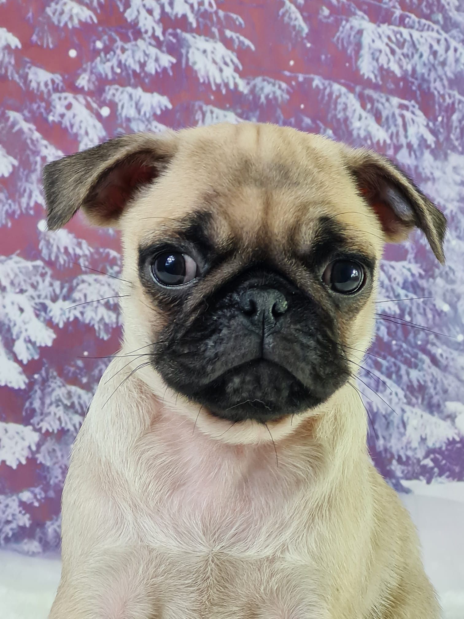 Chiot carlin mâle sable masque noir