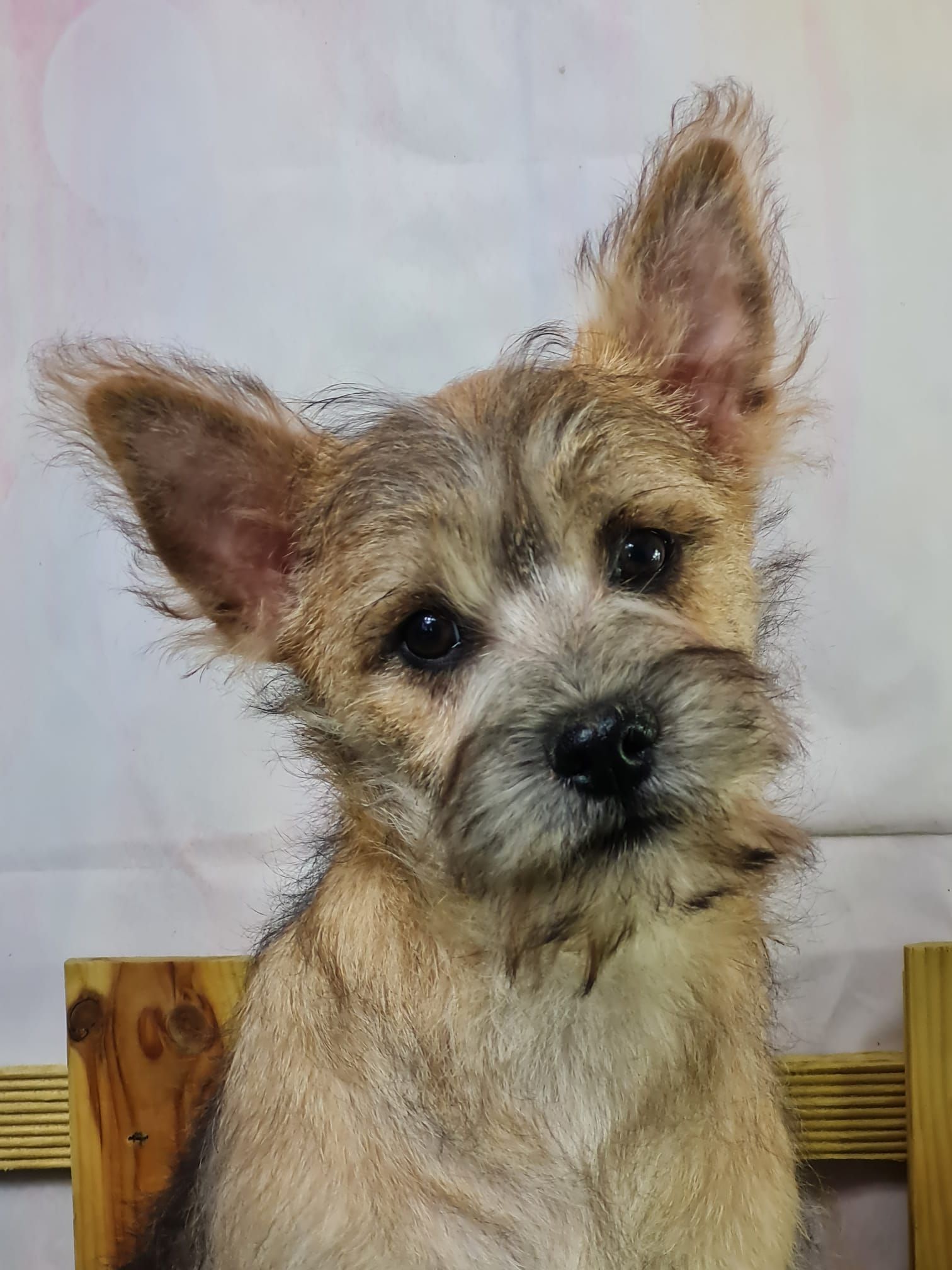 Chiot cairn terrier mâle