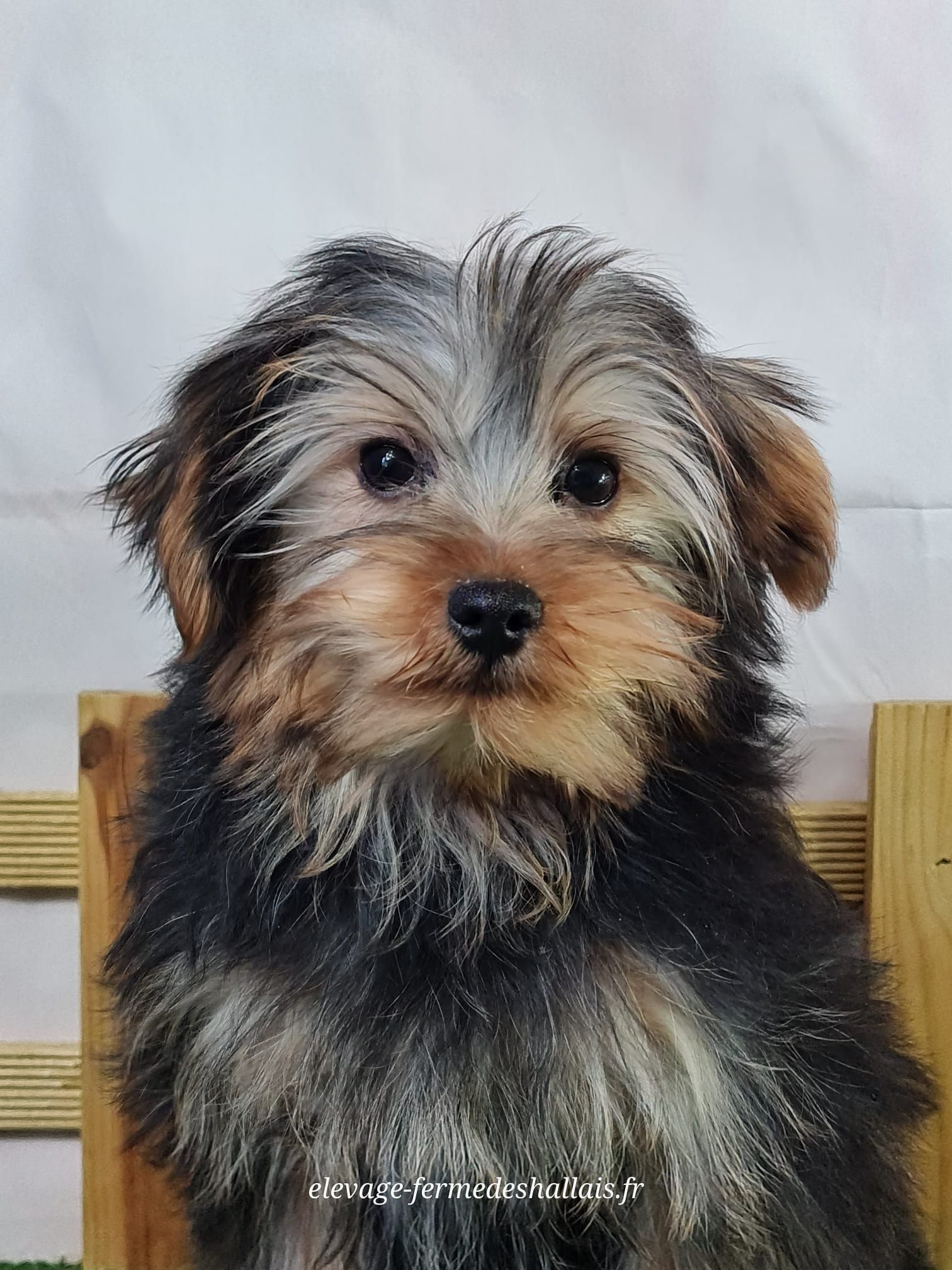 Chiot yorkshire terrier mâle