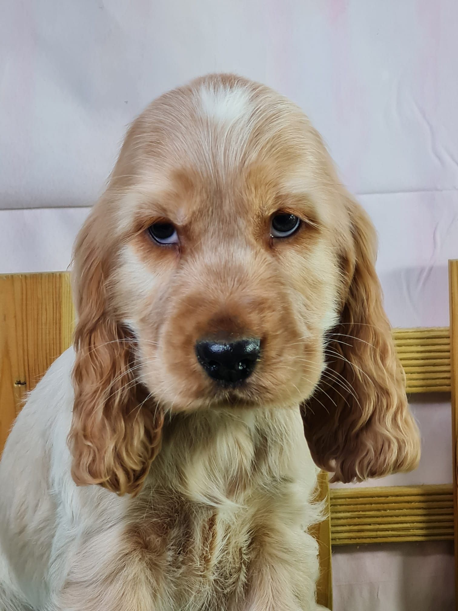 Chiot cocker anglais mâle