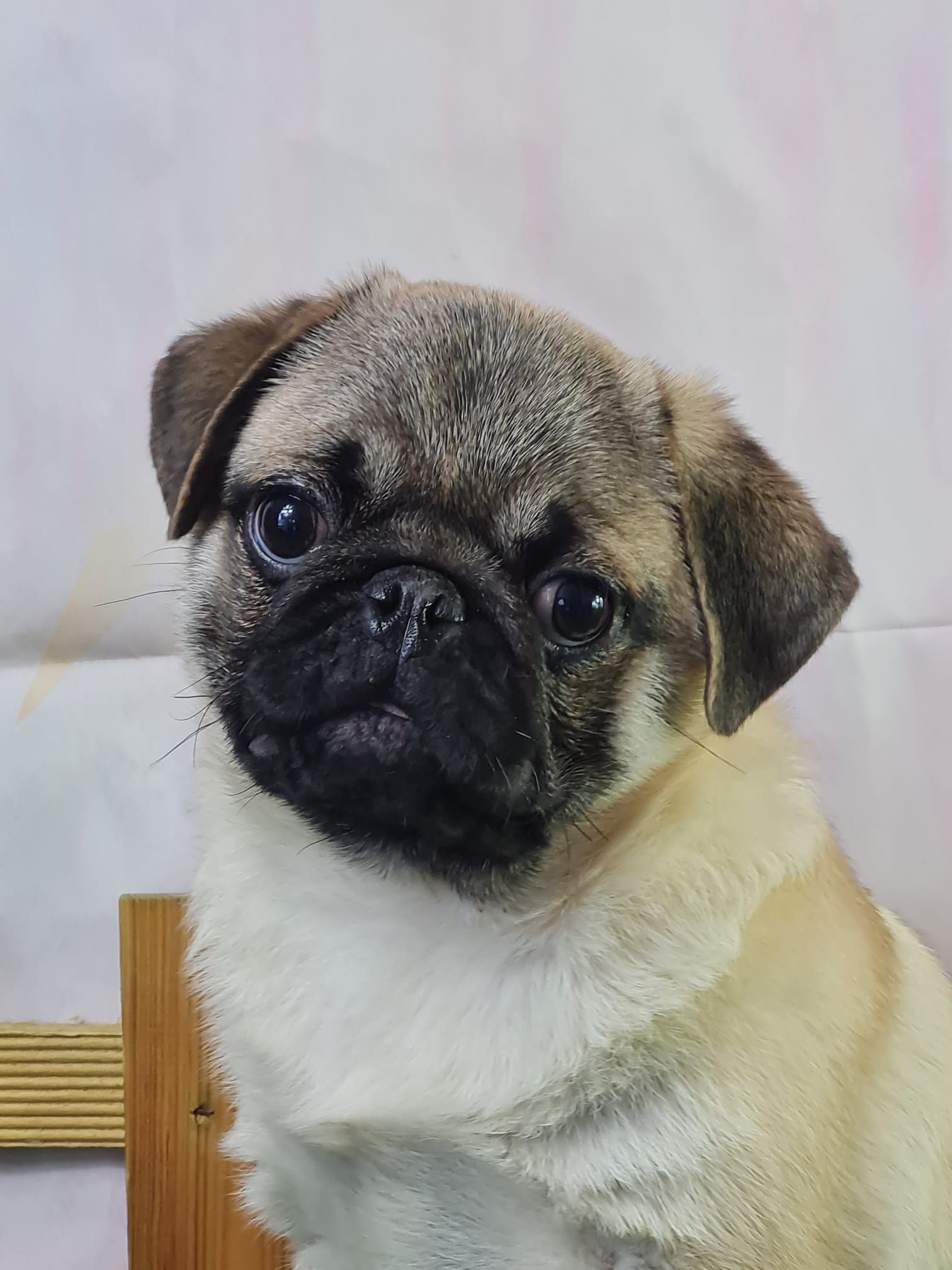 Chiot Carlin de couleur sable avec masque noir.