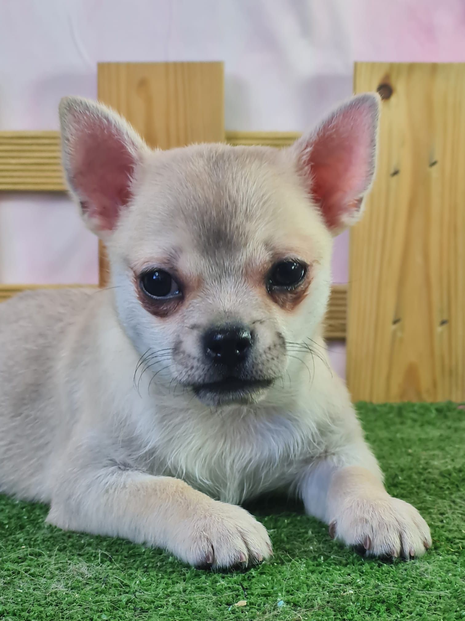 Chiot chihuahua mâle