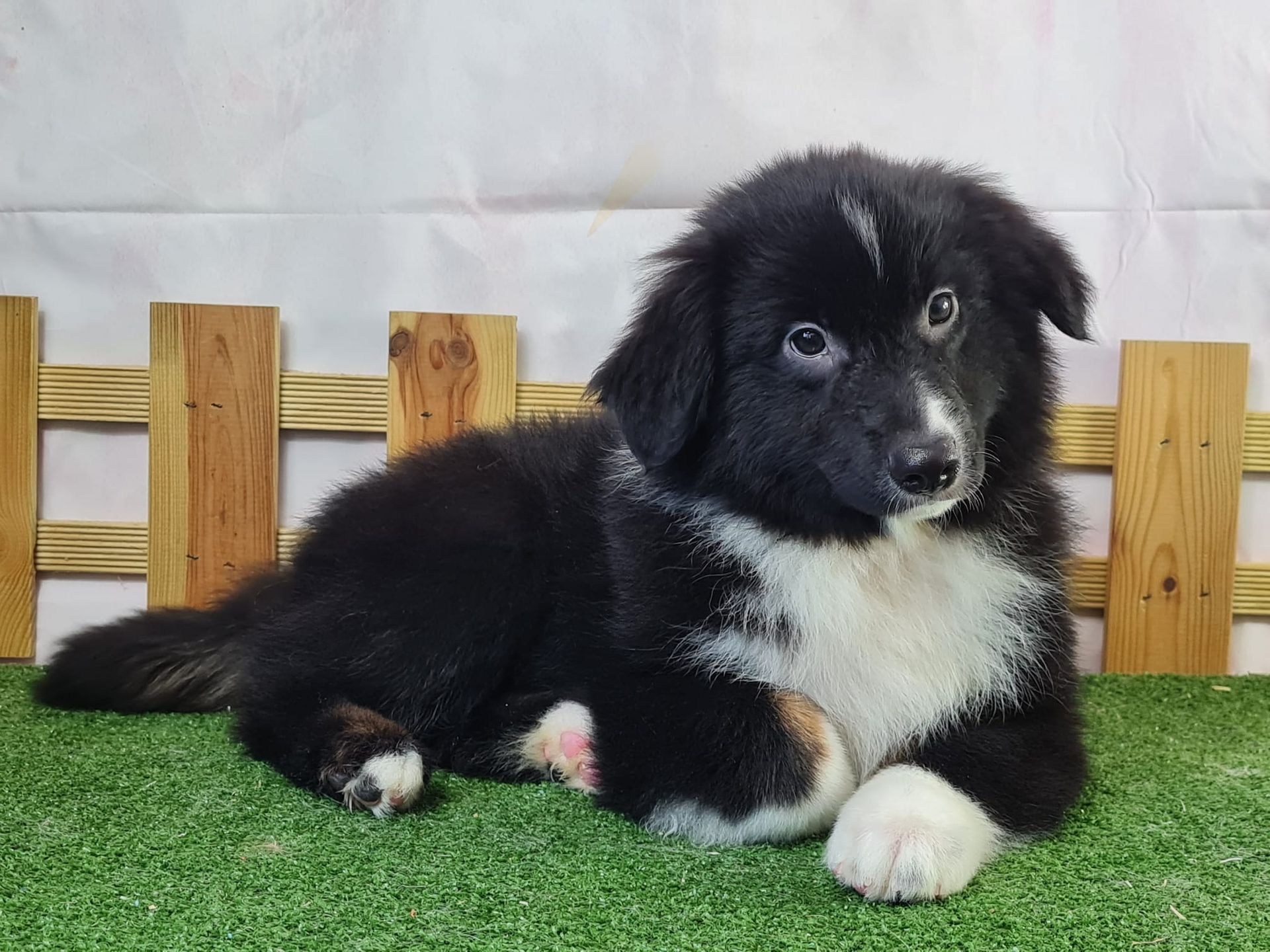 Chiot berger américain miniature mâle noir et blanc aux yeux marron