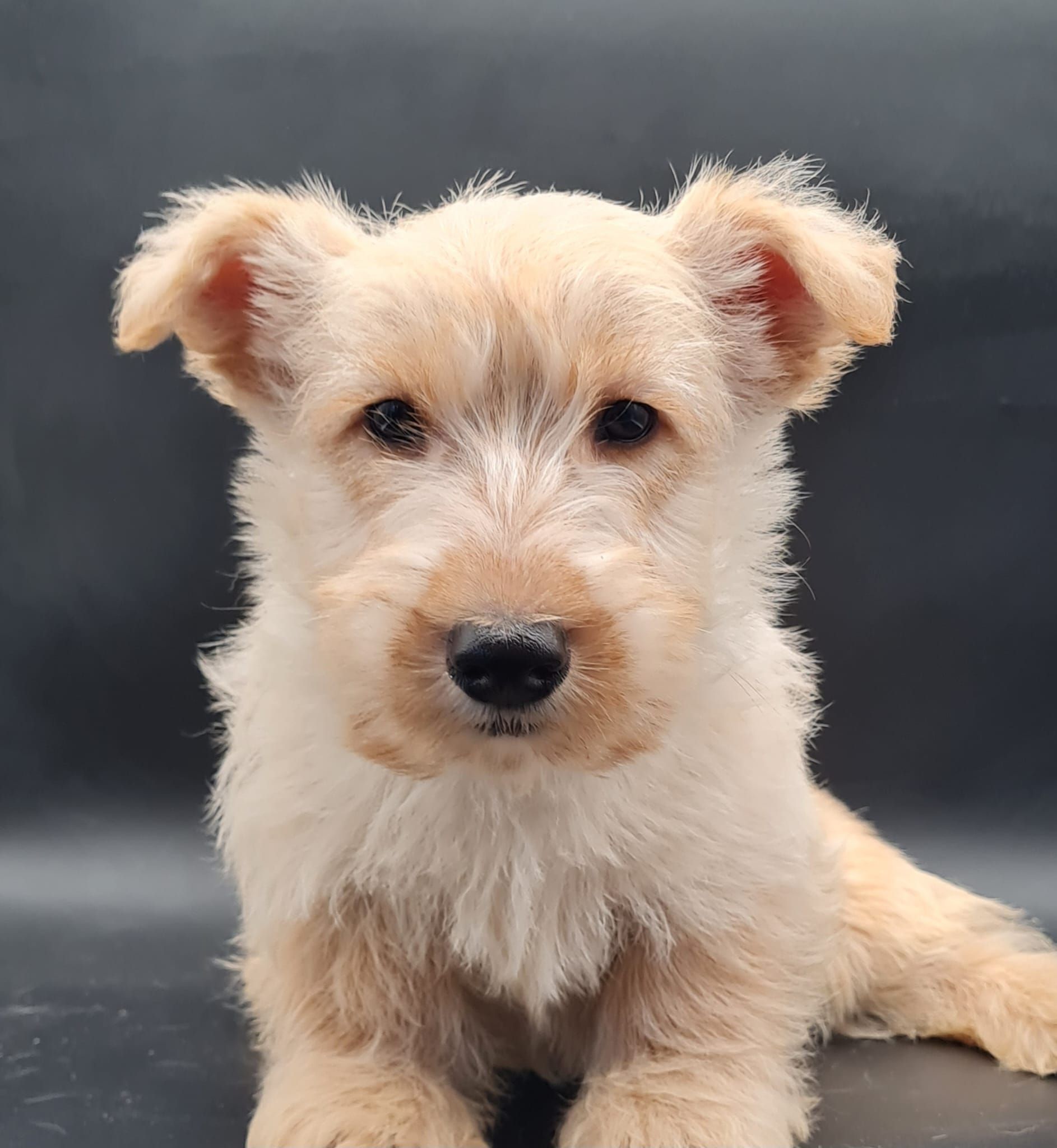 Chiot scottish terrier mâle ivoire