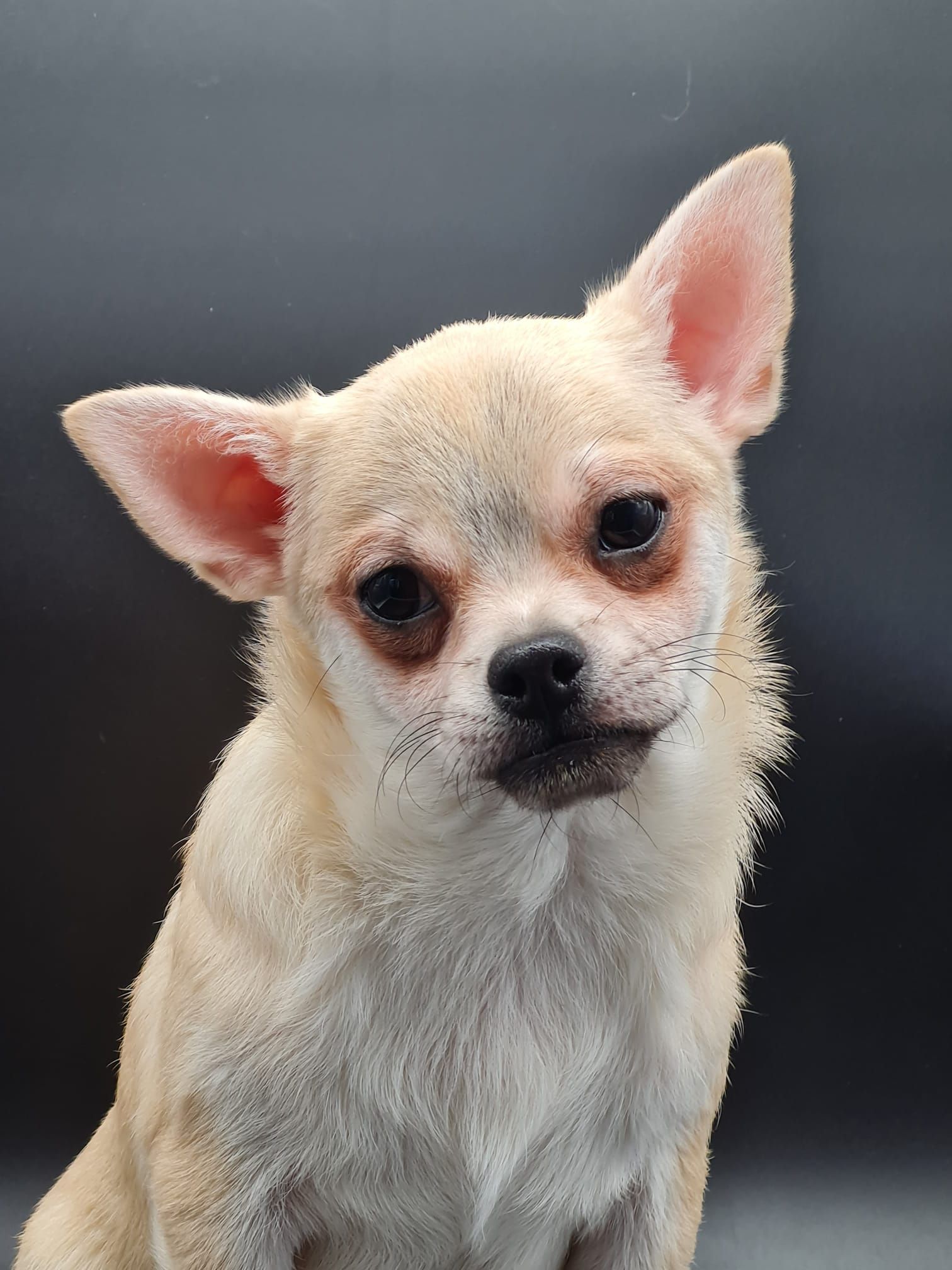 Chiot chihuahua mâle