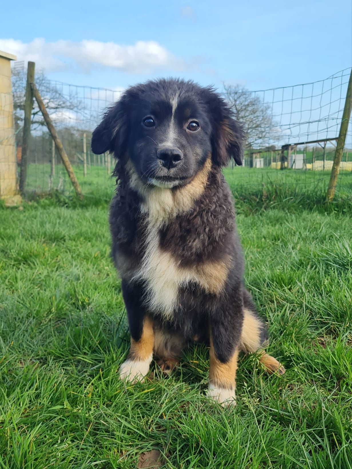 Chiot berger américain mâle noir tricolore