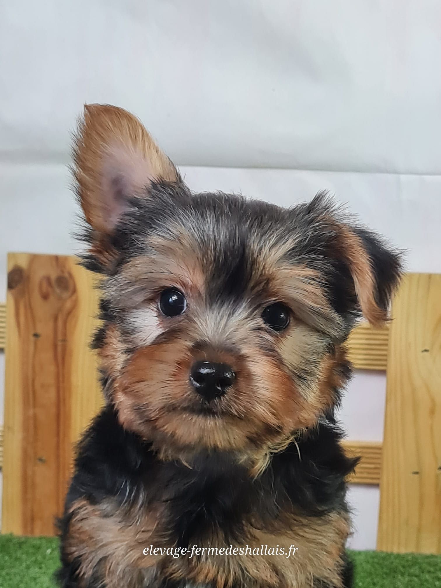 Chiot mâle yorkshire terrier