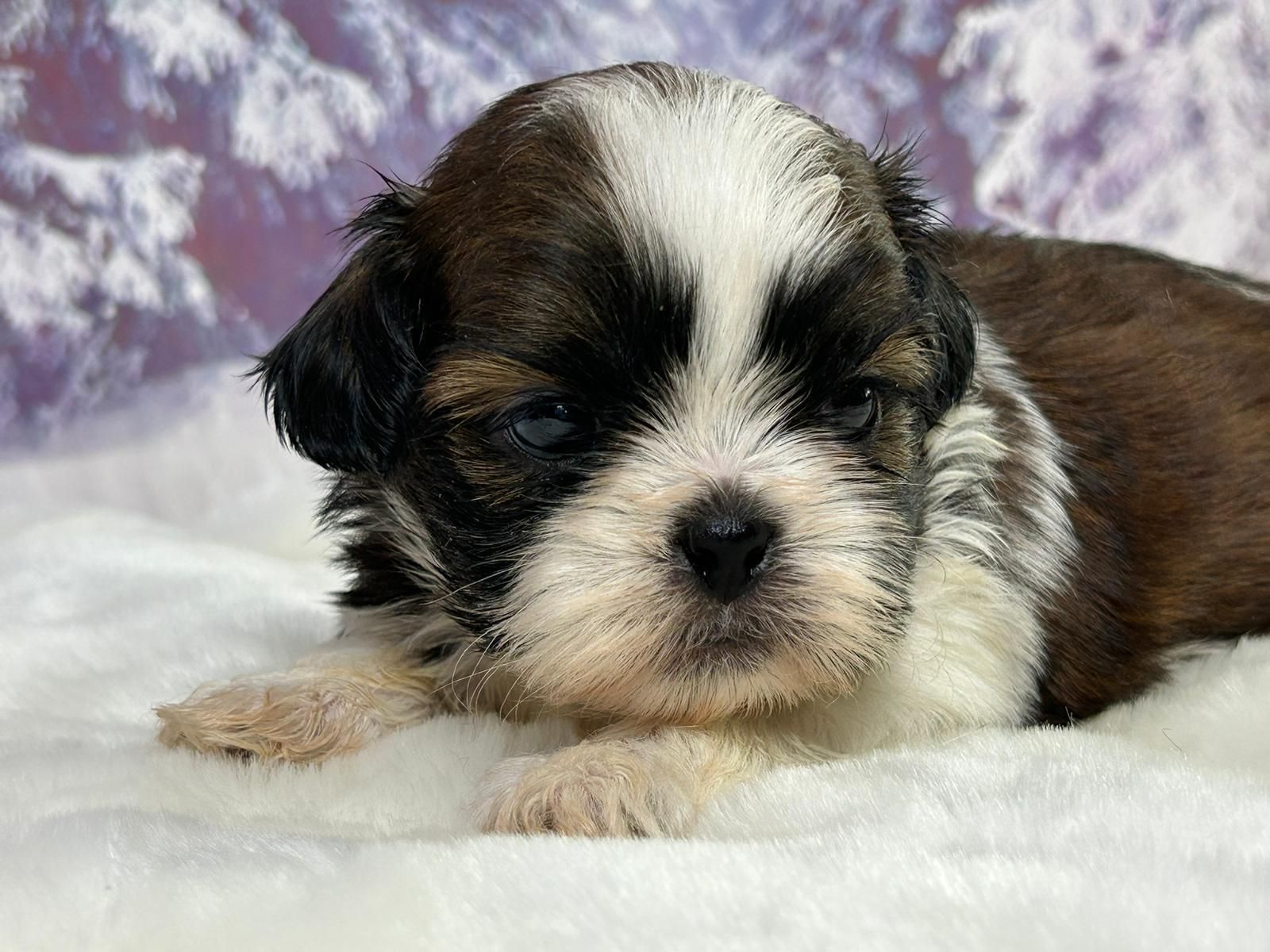 Chiot shih tzu mâle bicolore