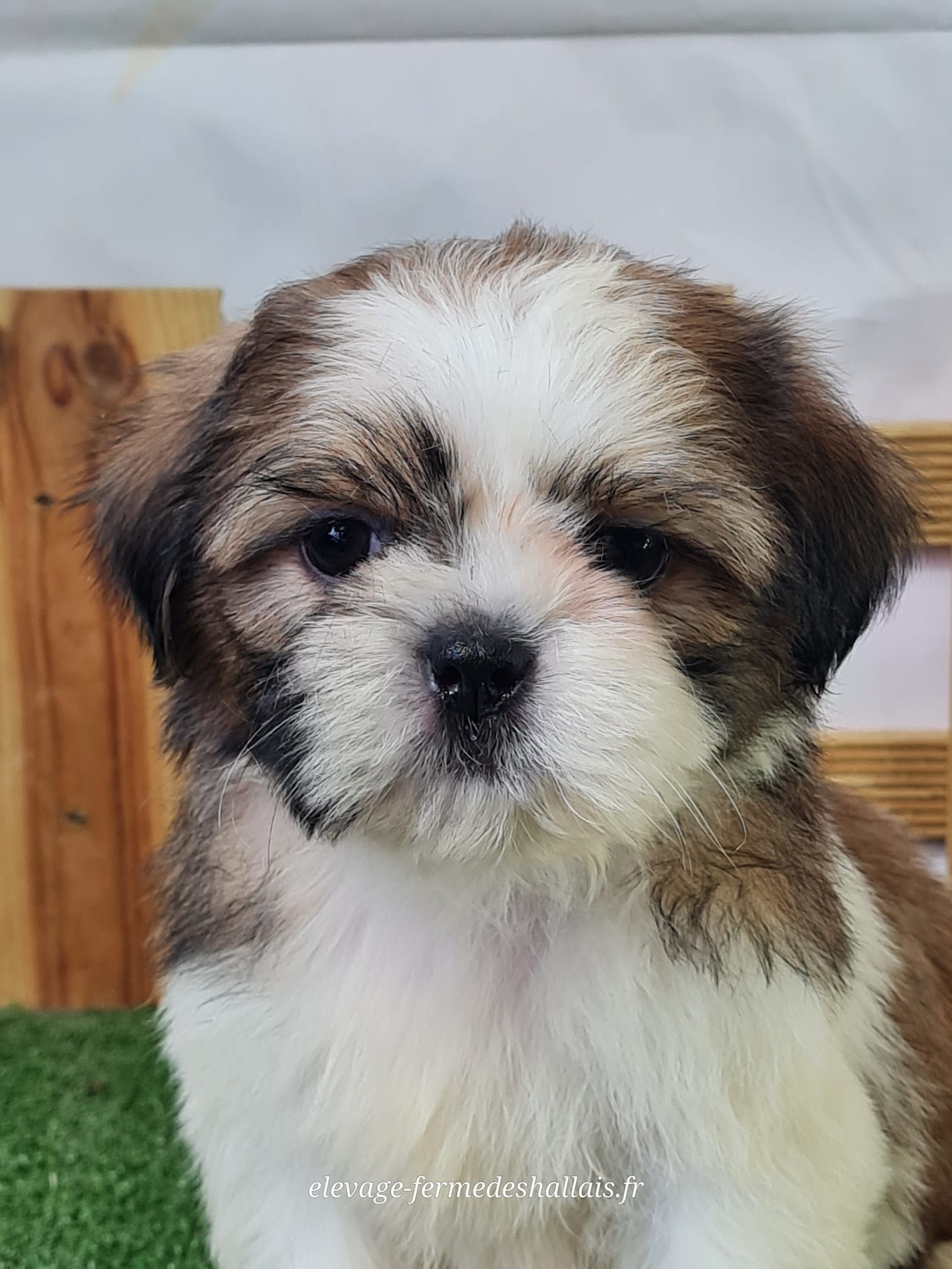 Chiot mâle shih tzu