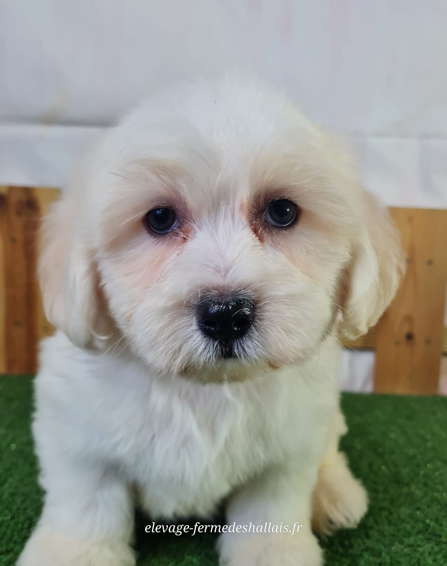 Chiot mâle coton de tuléar