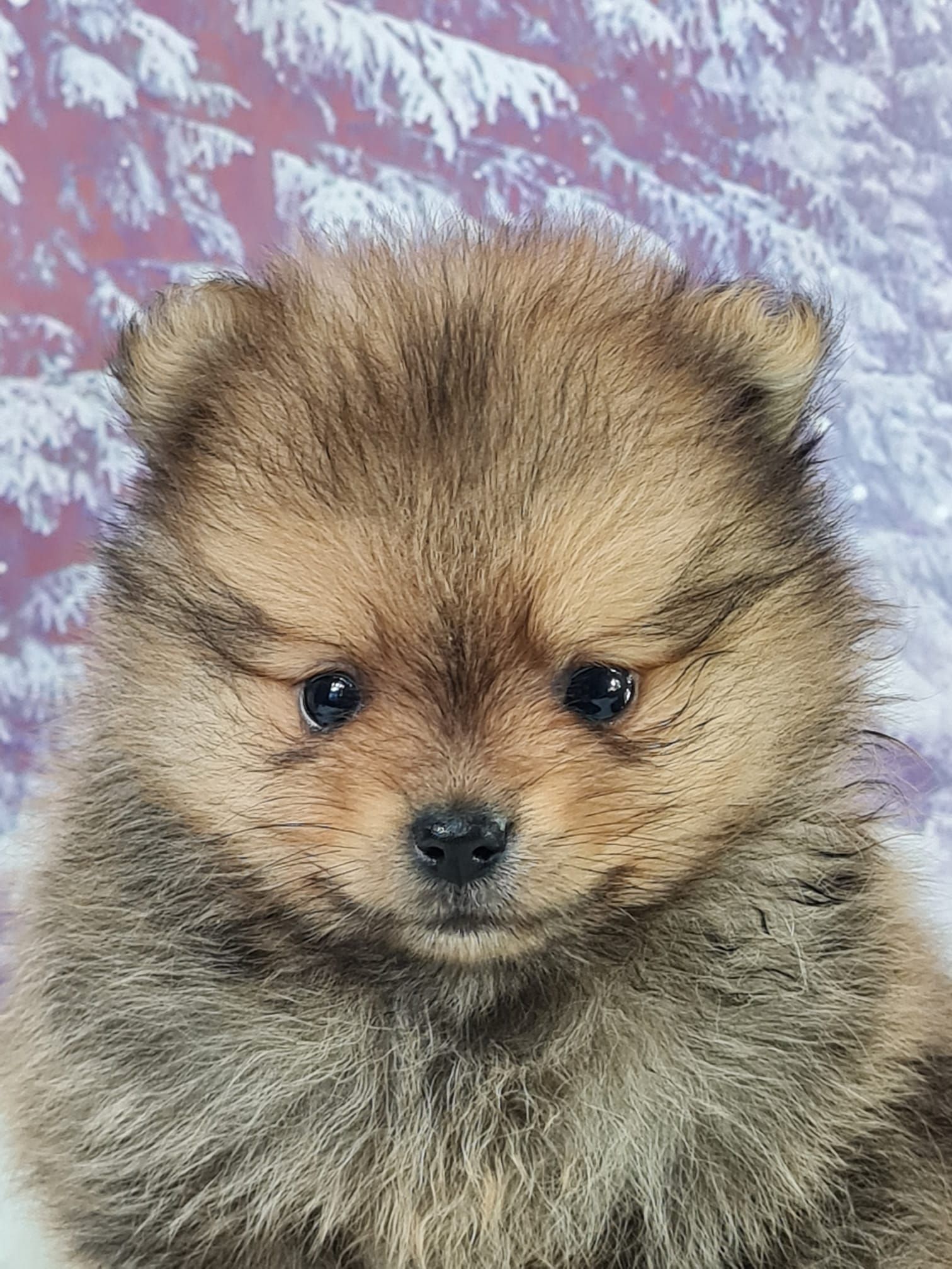 Chiot spitz mâle