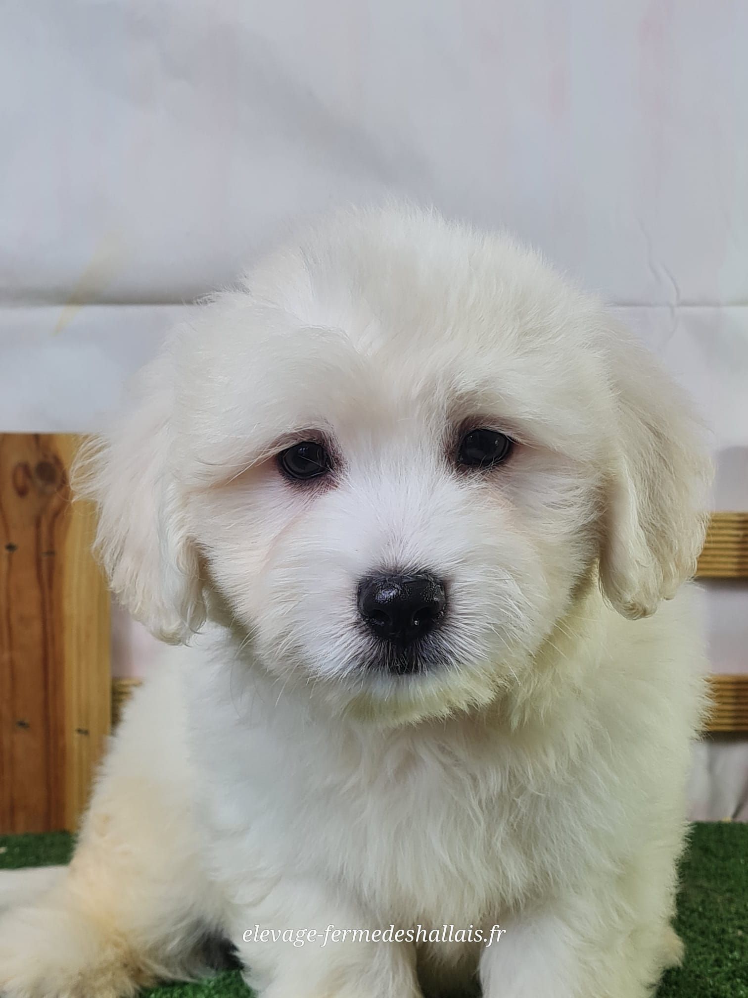Chiot mâle coton de tuléar