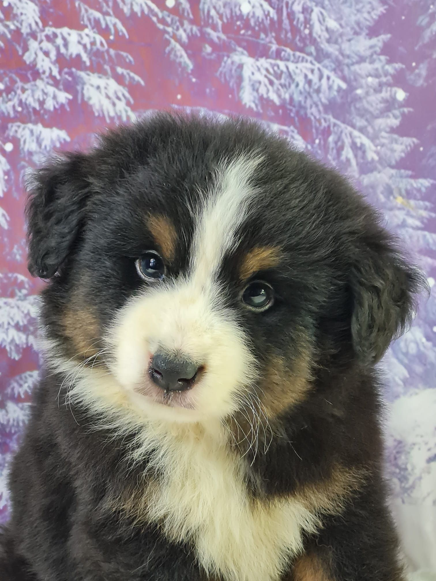 Chiot berger américain mâle noir tricolore