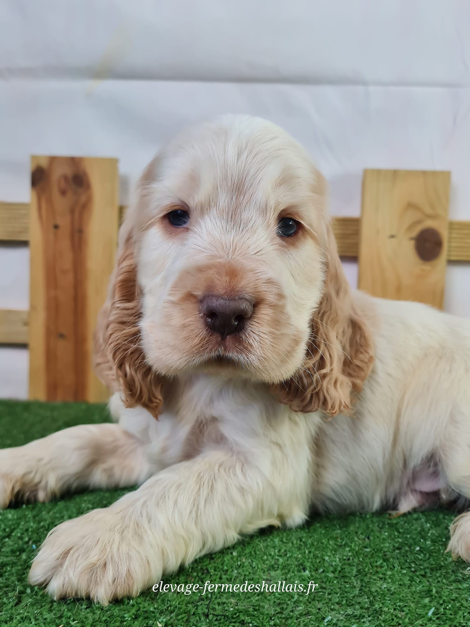 Chiot mâle cocker spaniel anglais