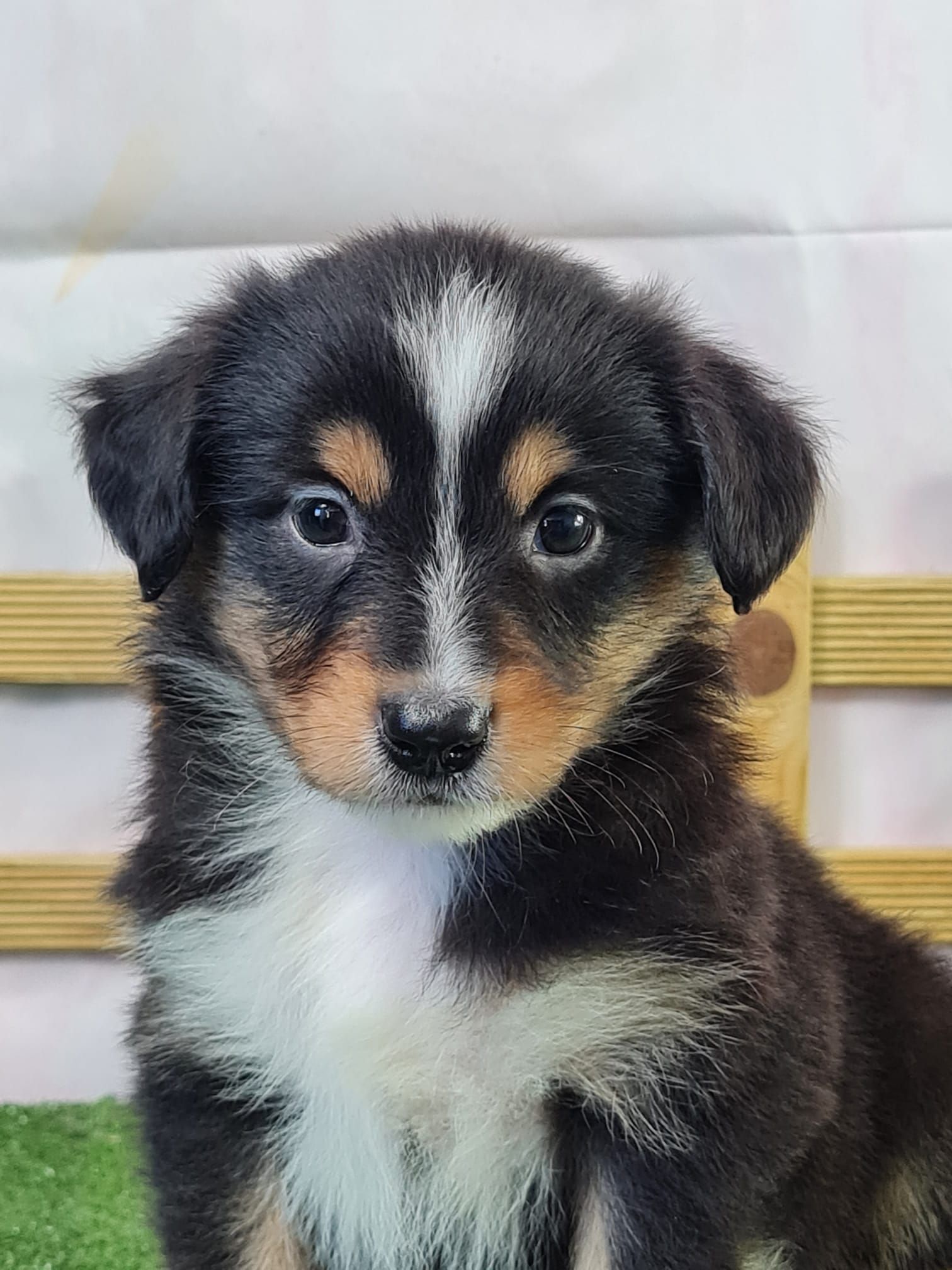 portrait chiot berger américain miniature noir tricolore