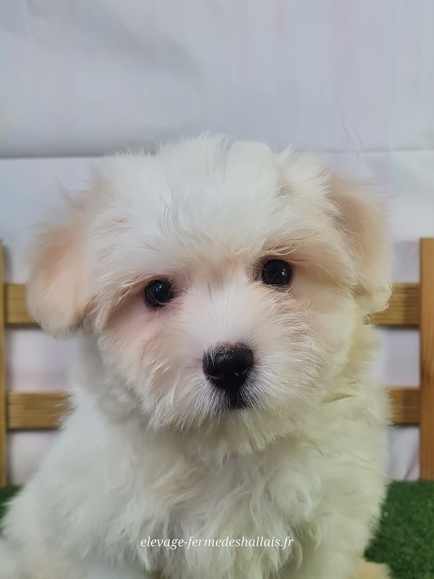 Chiot mâle coton de tuléar