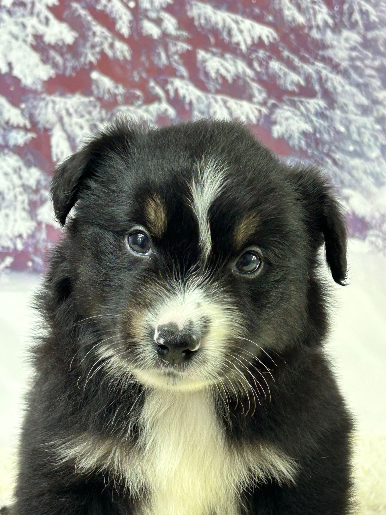 Chiot berger américain miniature mâle tricolore