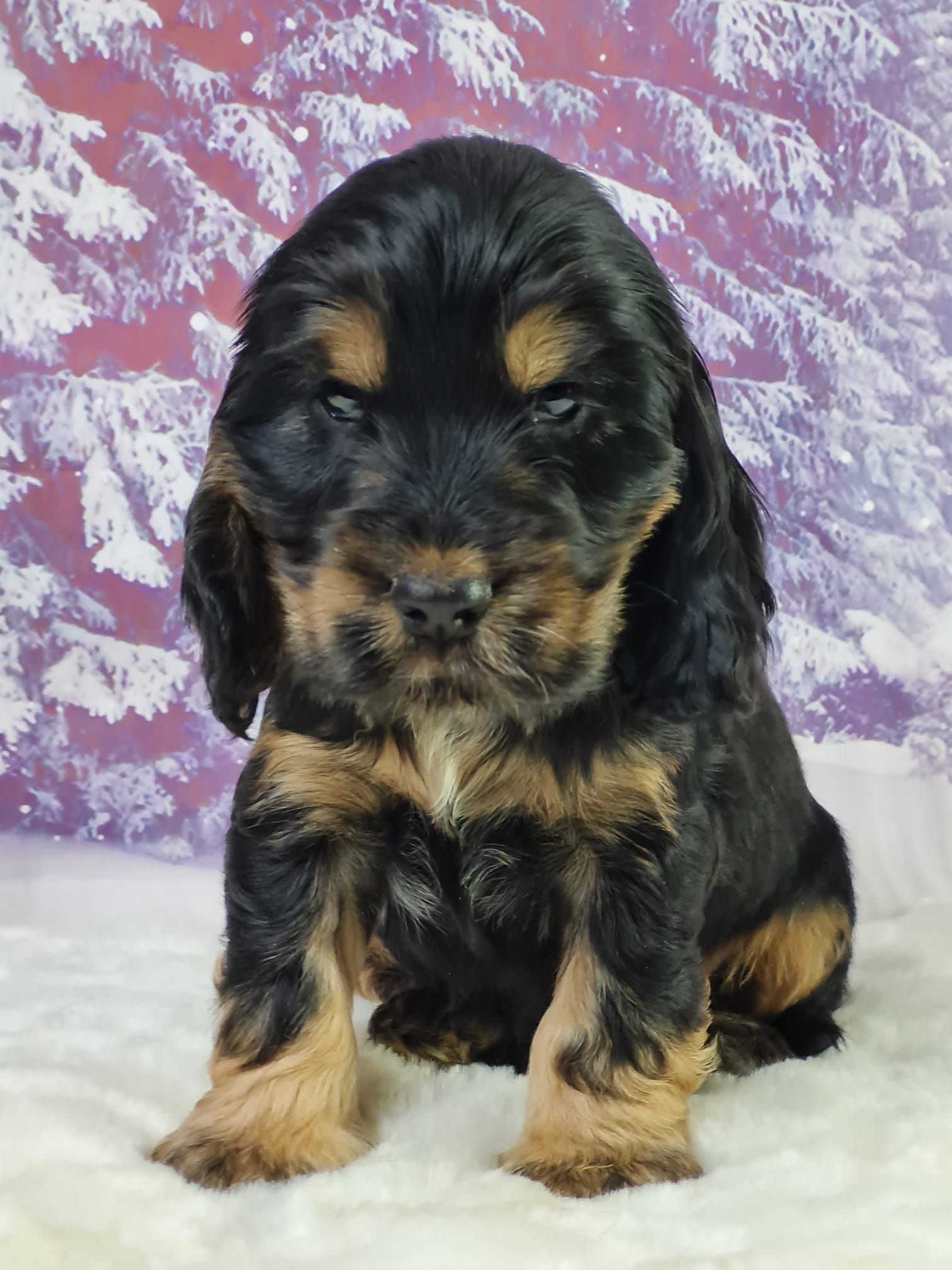 Chiot cocker anglais mâle noir et feu