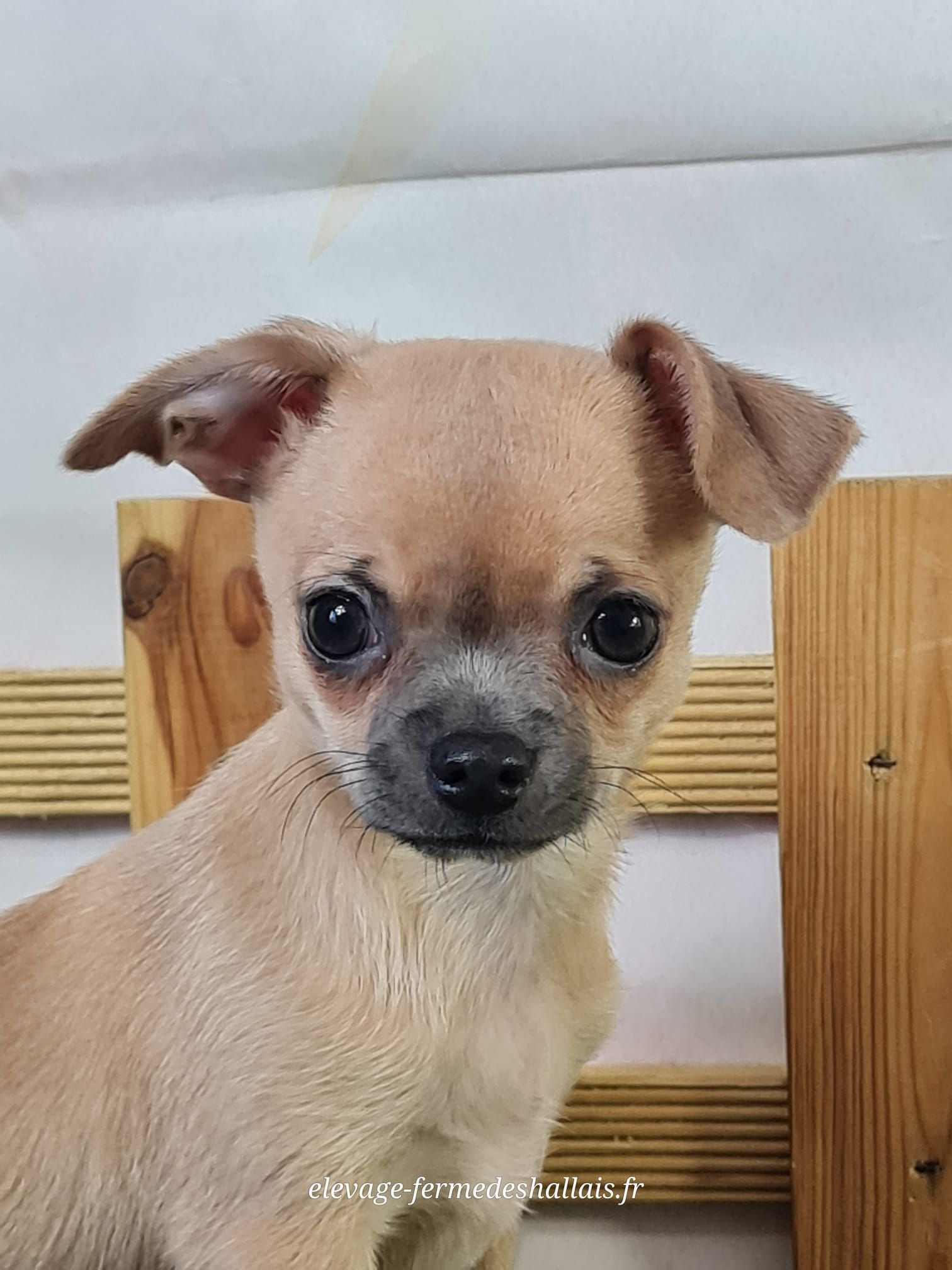 Chiot chihuahua mâle