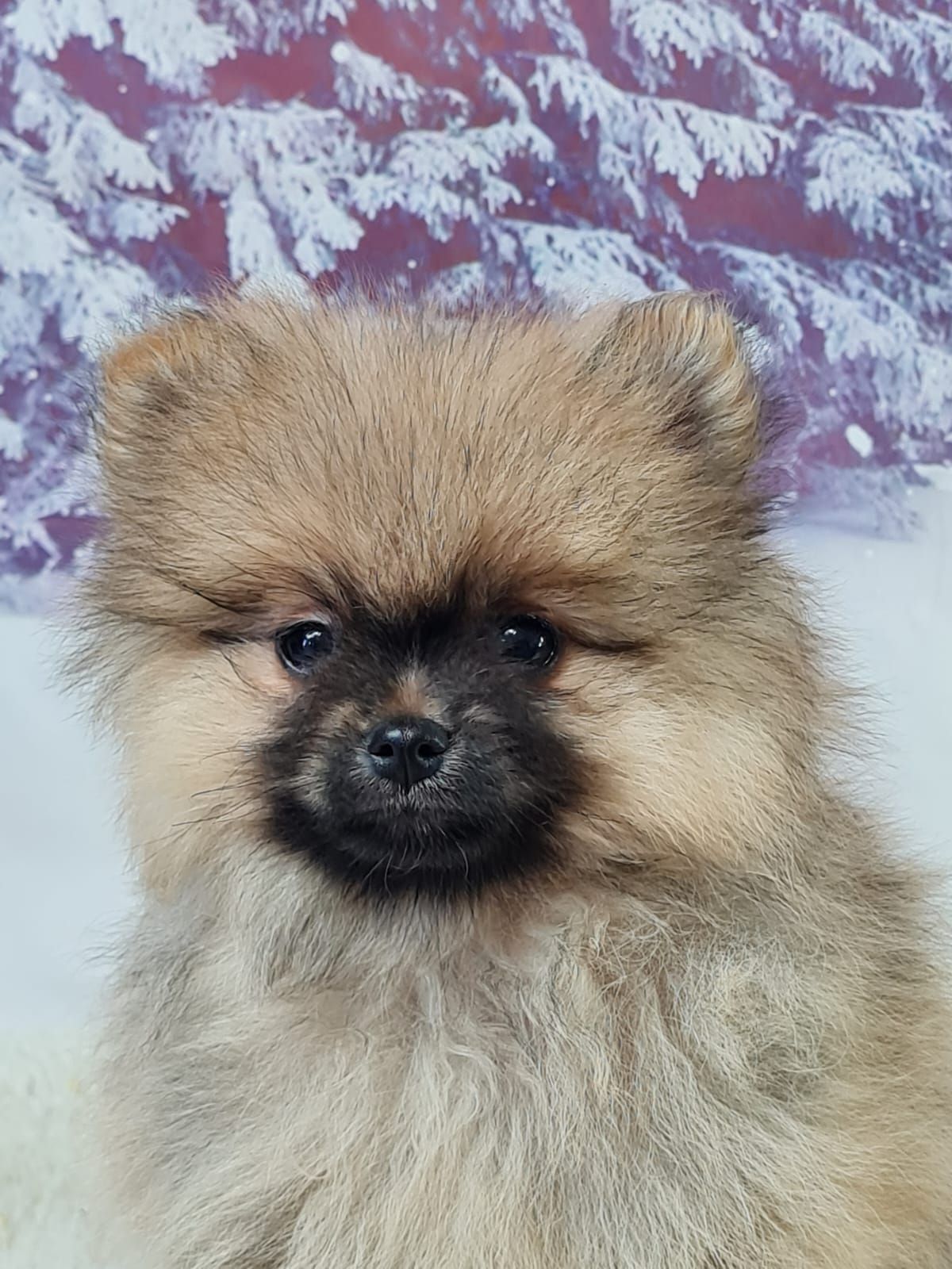 Chiot spitz allemand nain mâle orange charbonné