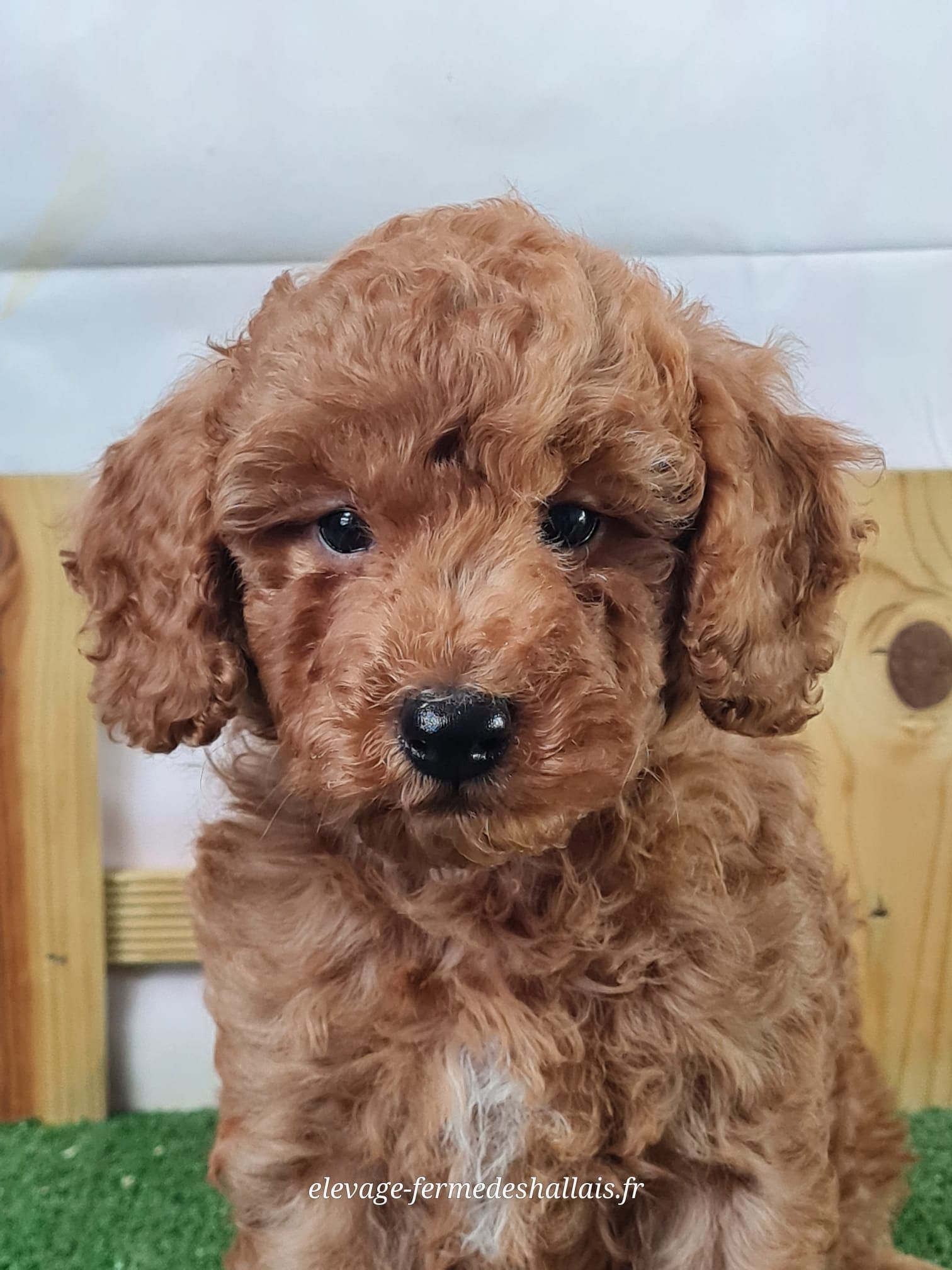 Chiot caniche nain mâle