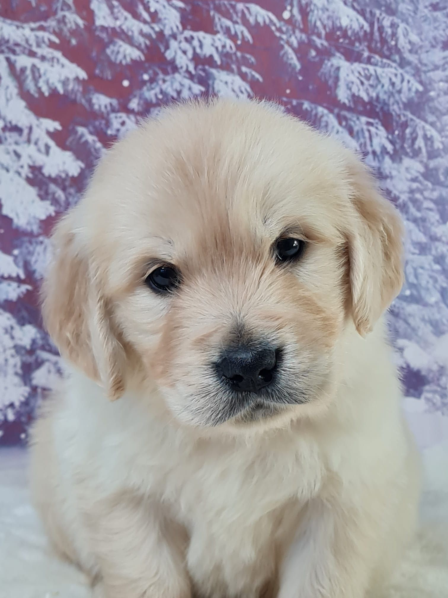 Chiot golden retriever mâle