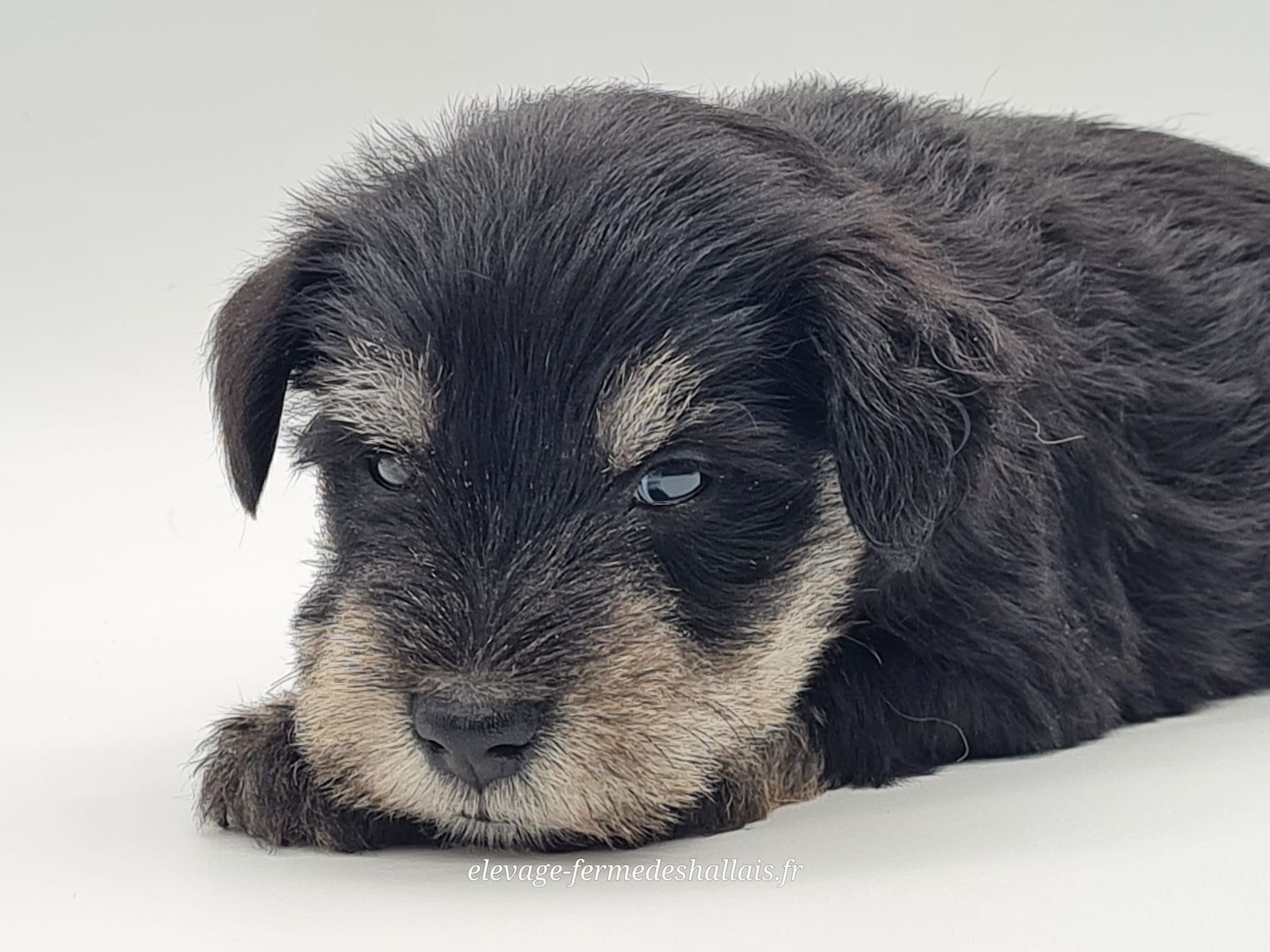 Chiot schnauzer nain noir et argent mâle