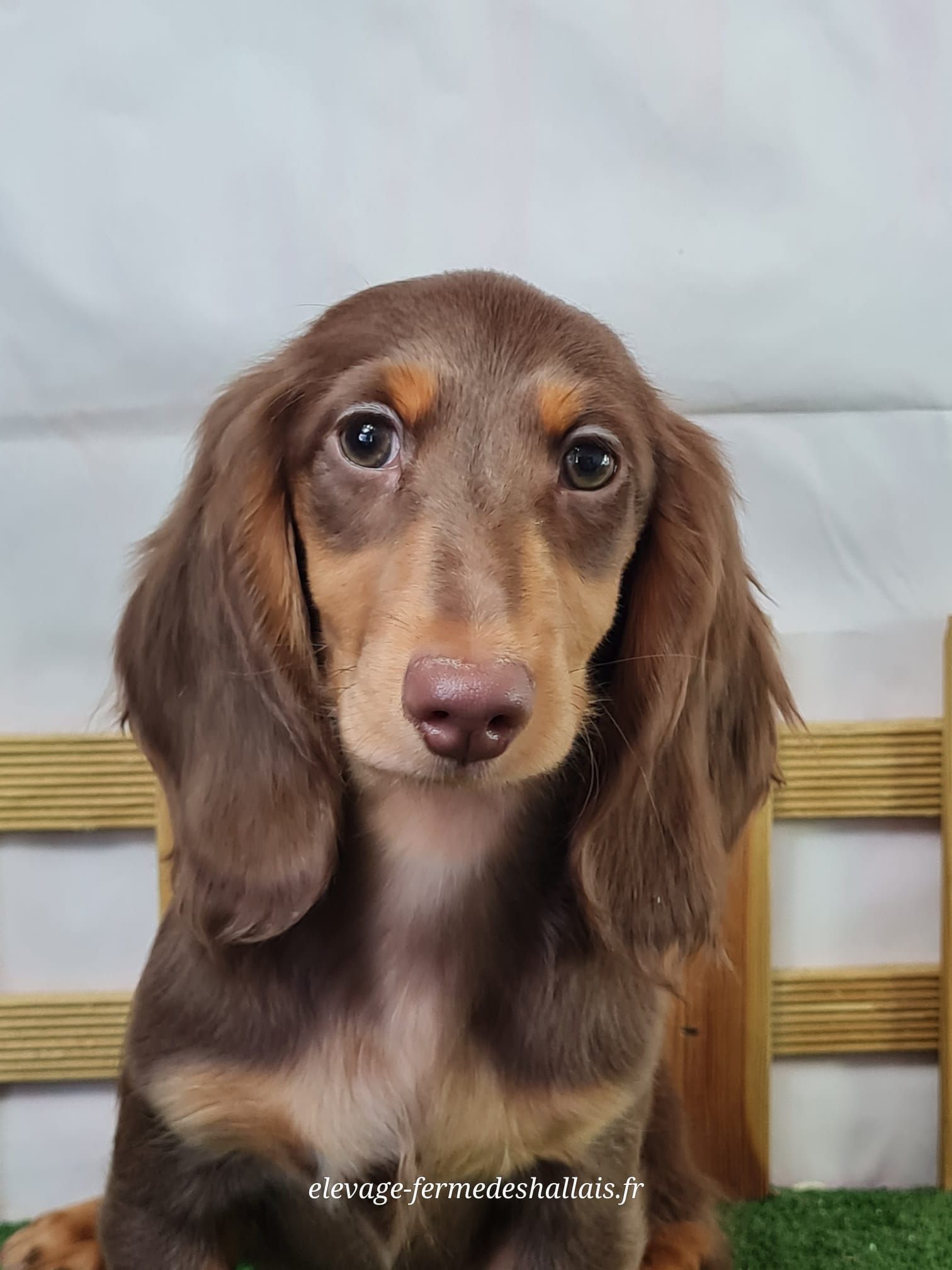 Chiot teckel poil long mâle chocolat et feu