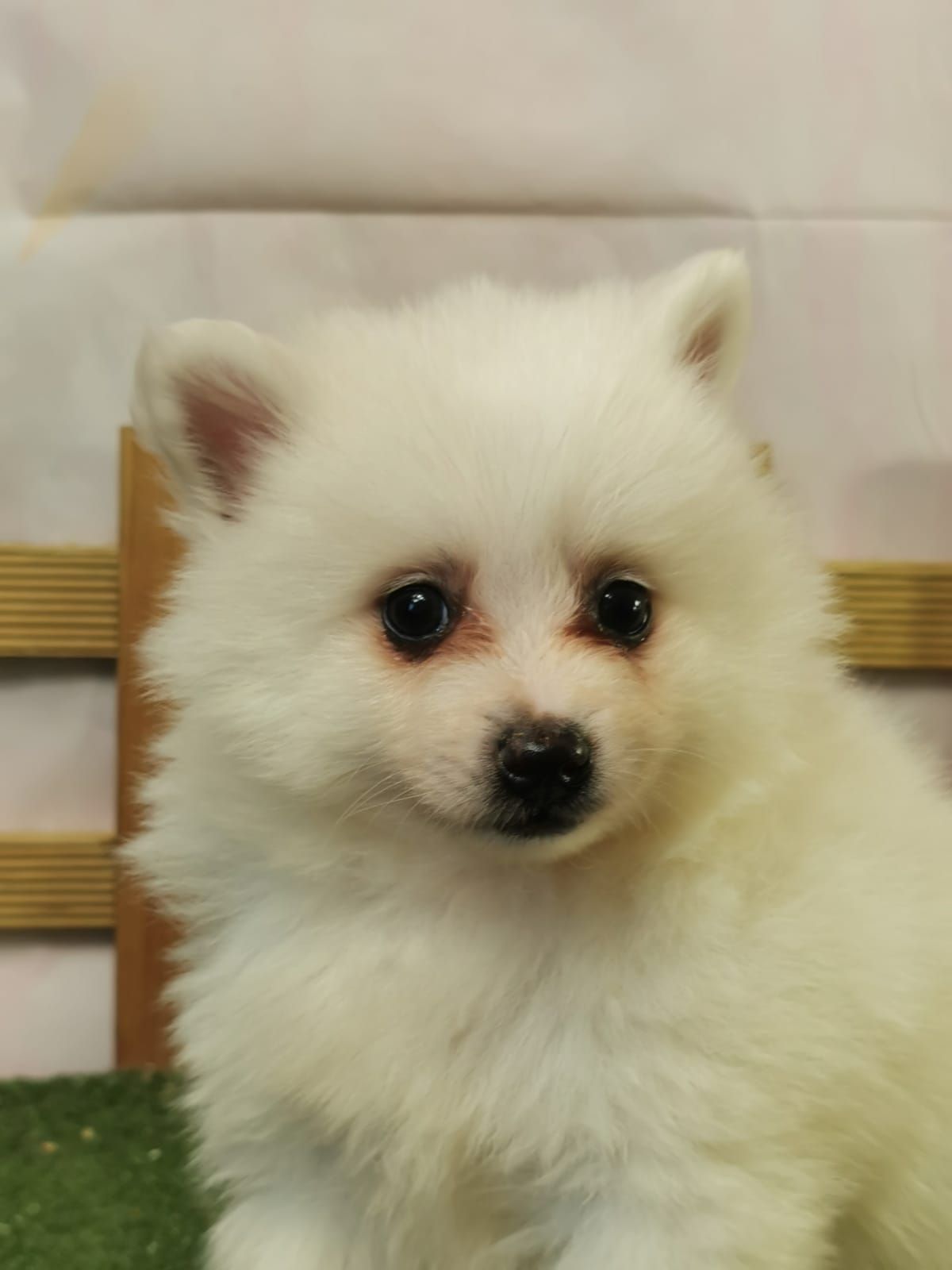 Chiot spitz volpino mâle