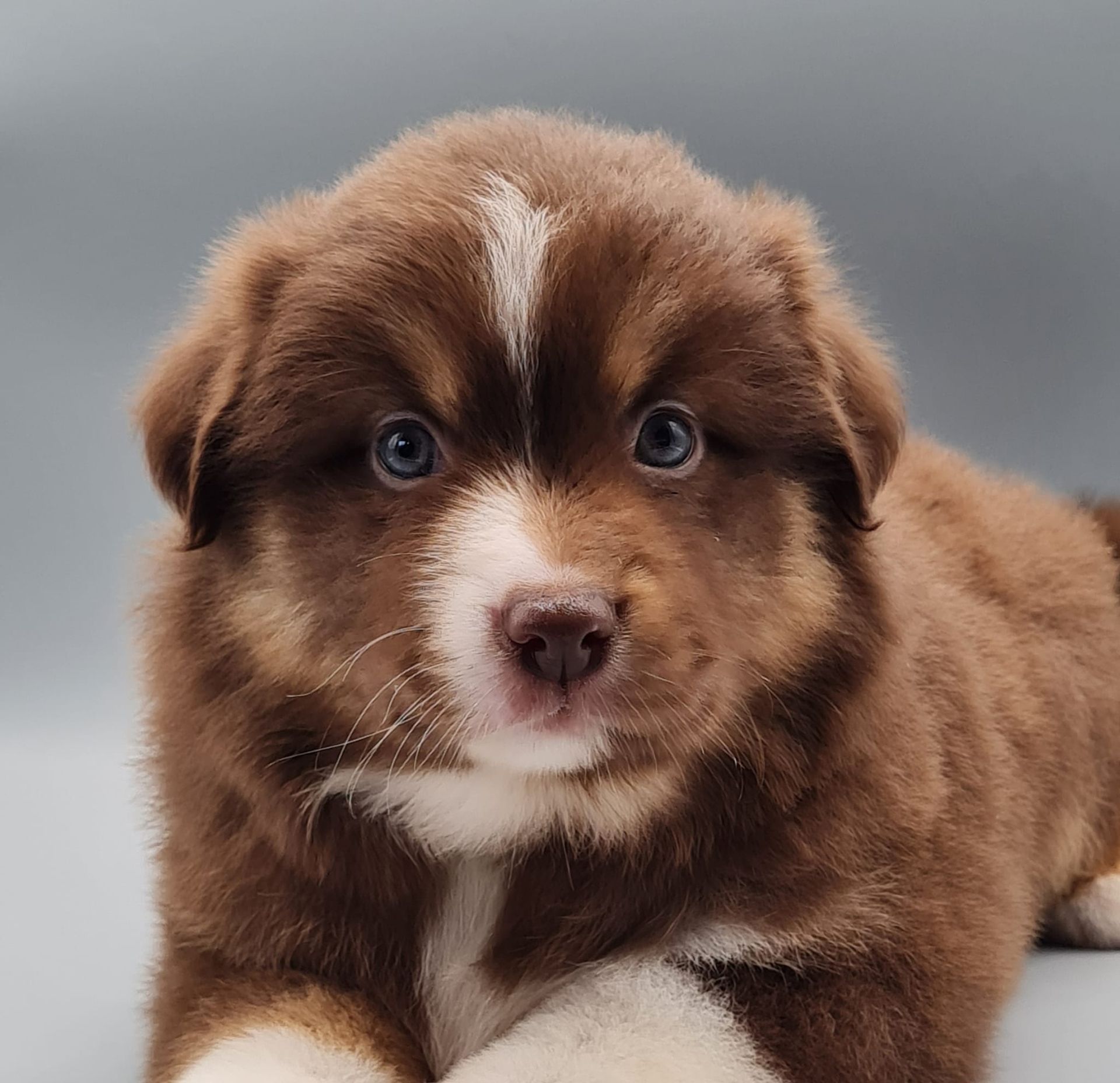 Chiot berger américain miniature mâle