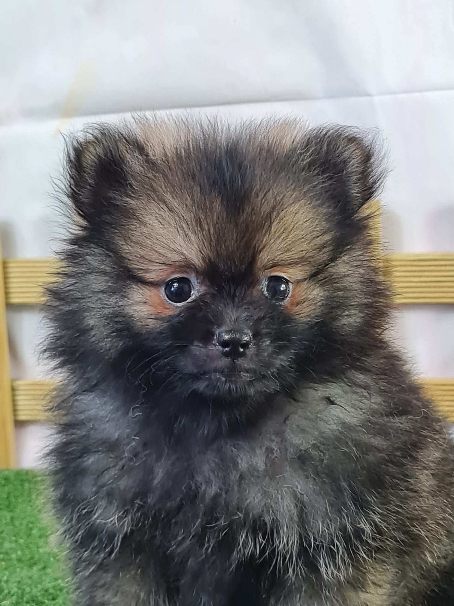 Chiot spitz nain mâle orange charbonné