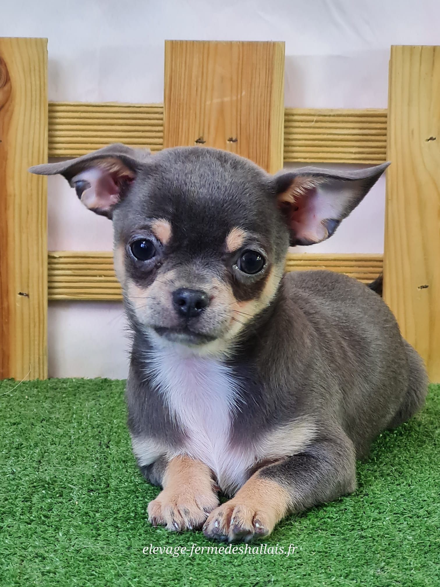 Chiot chihuahua mâle