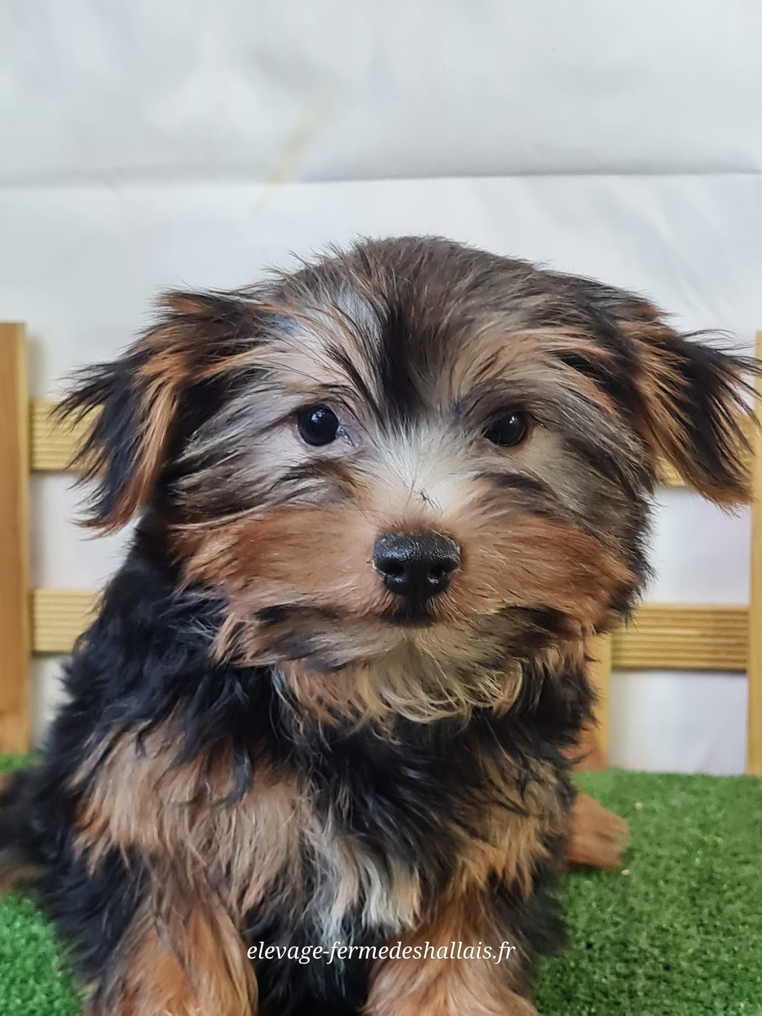 Chiot yorkshire mâle